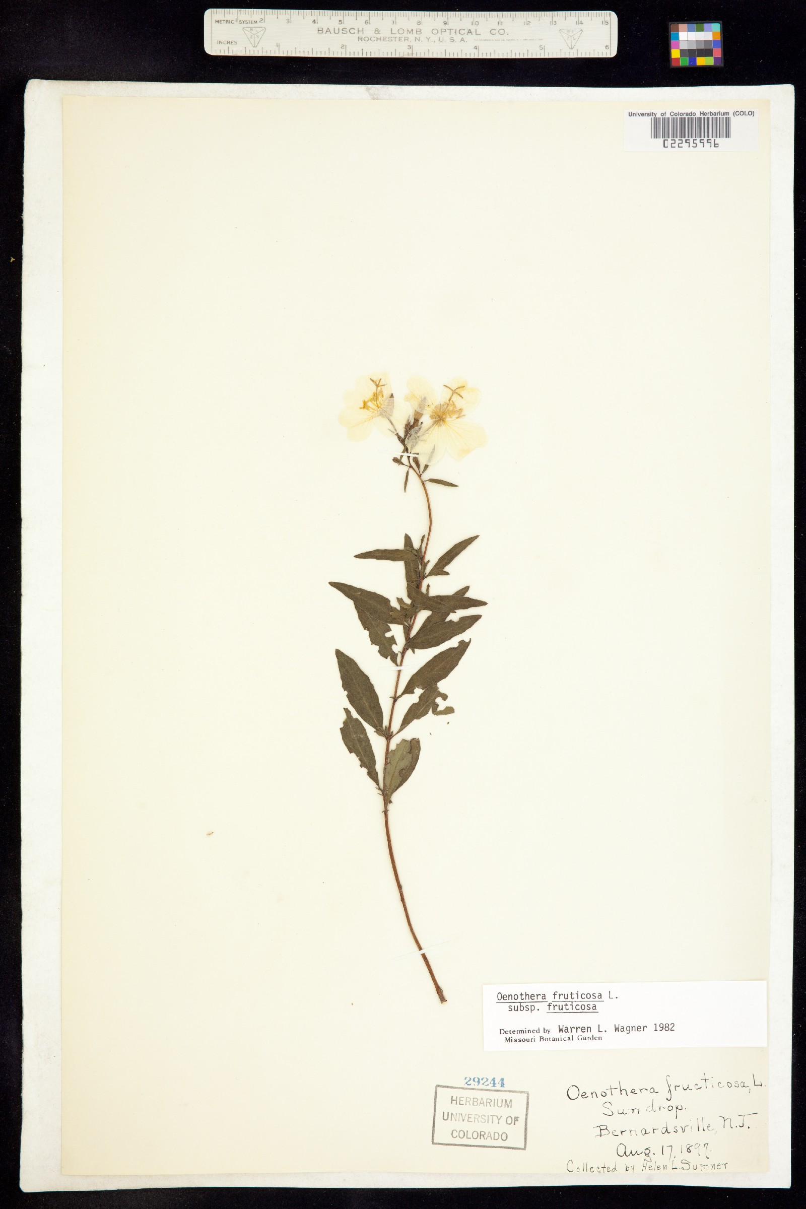 Oenothera fruticosa image