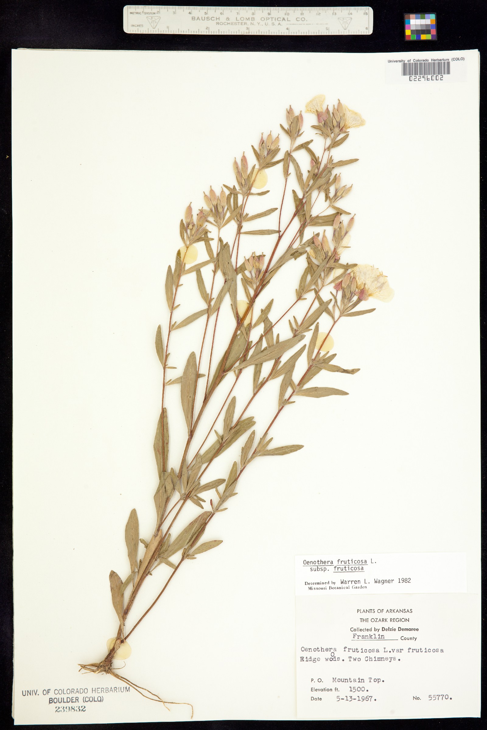 Oenothera fruticosa image