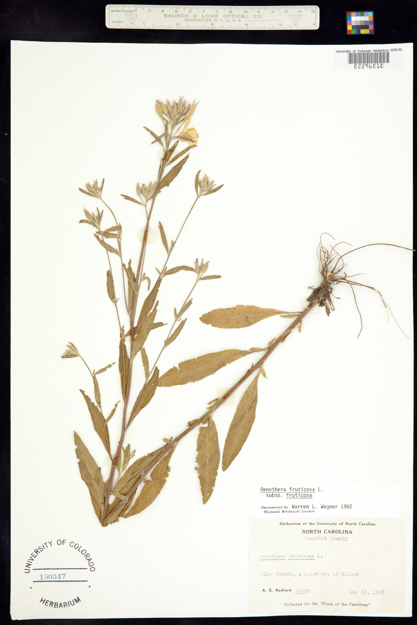 Oenothera fruticosa image