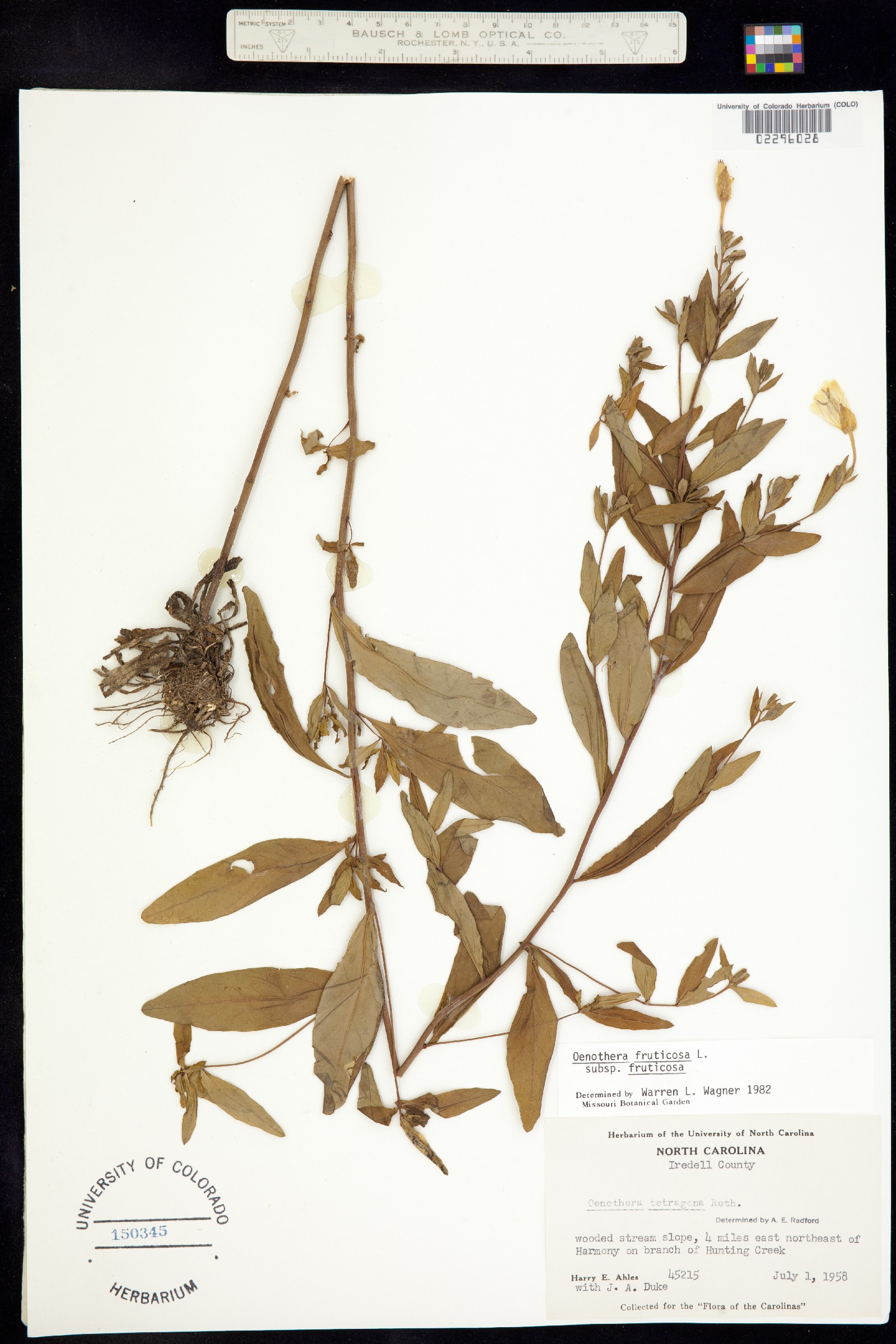 Oenothera fruticosa image