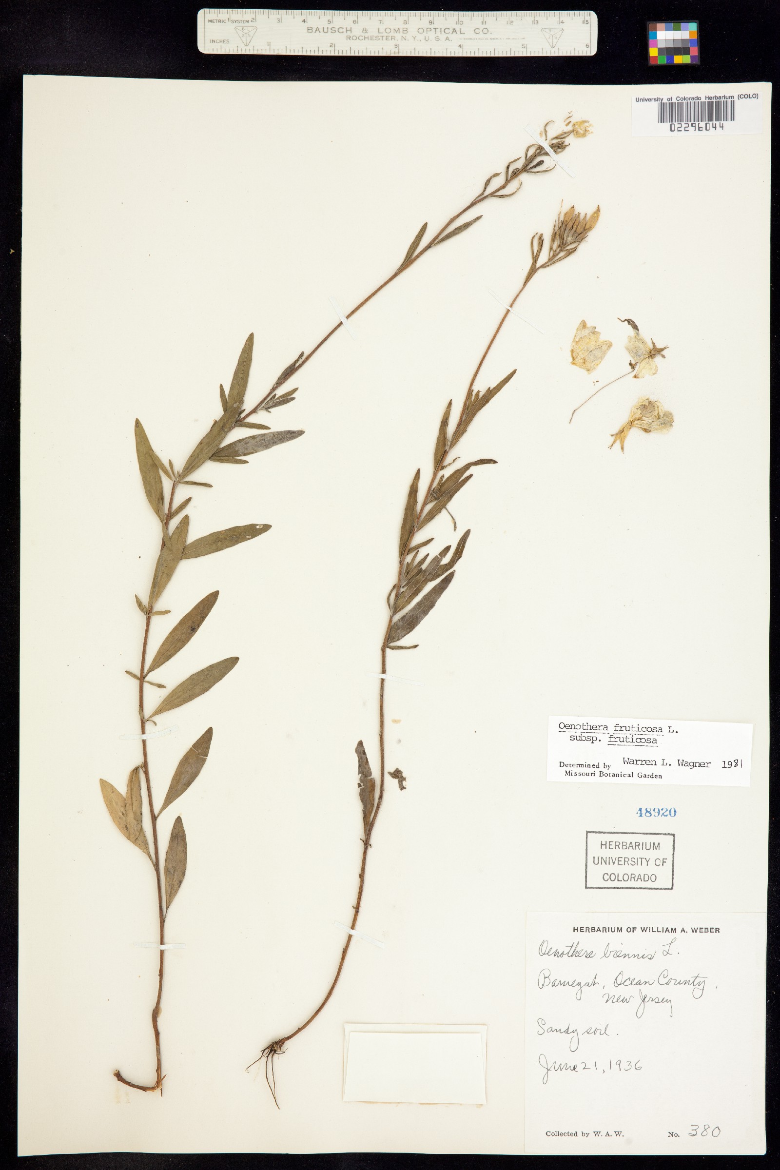 Oenothera fruticosa image