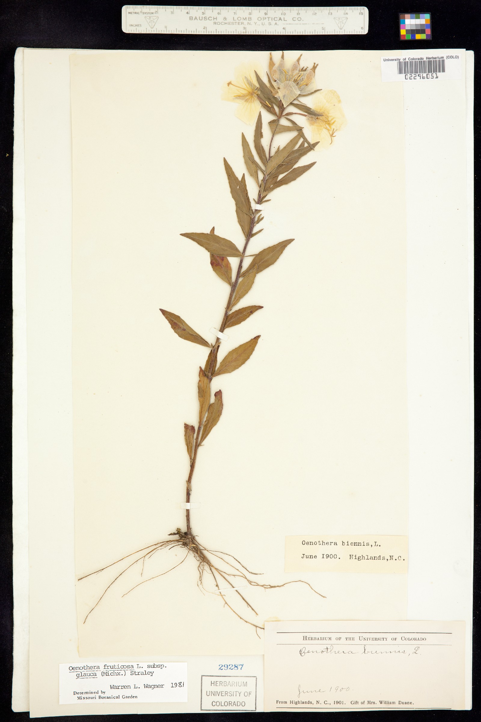 Oenothera fruticosa image
