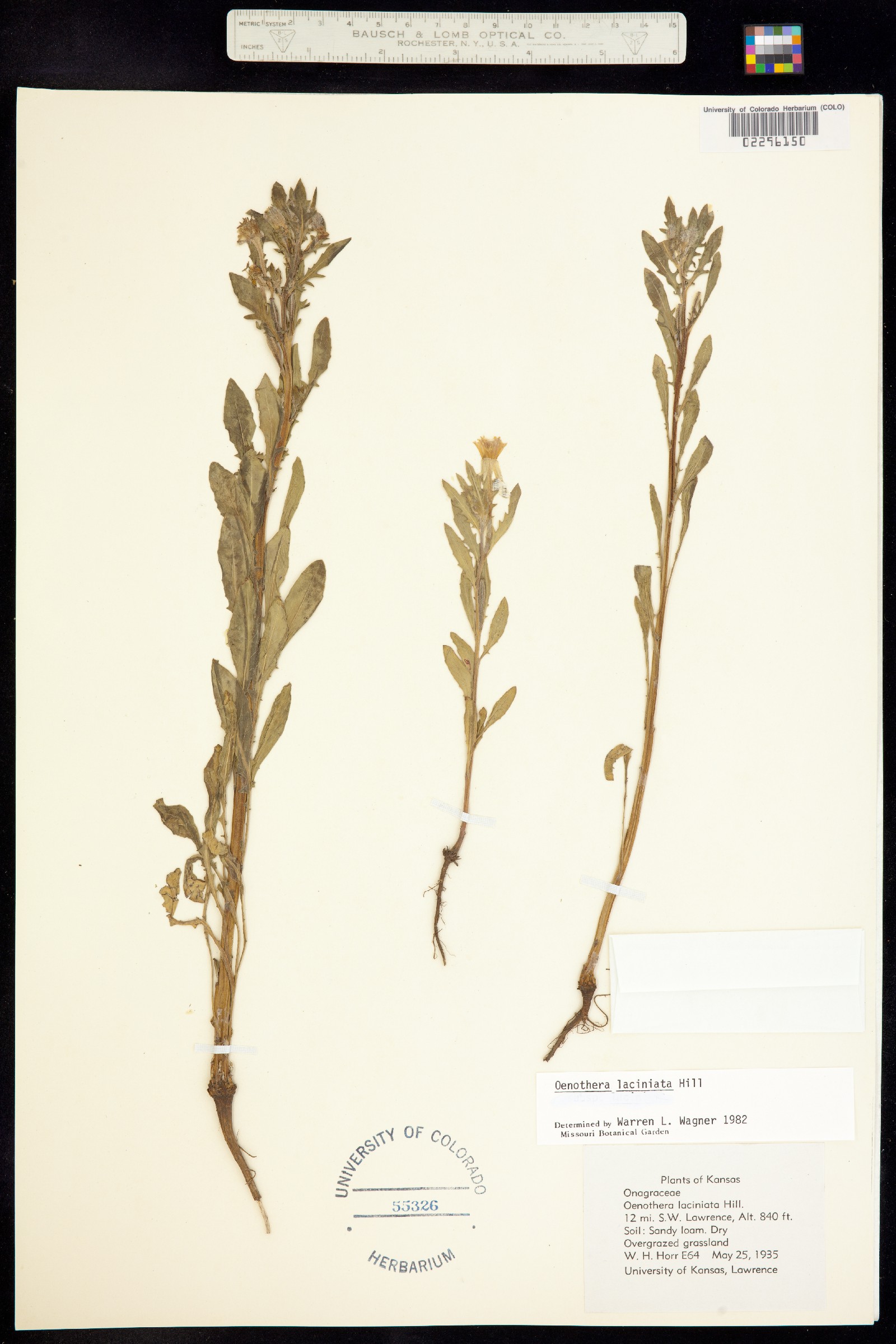 Oenothera laciniata image