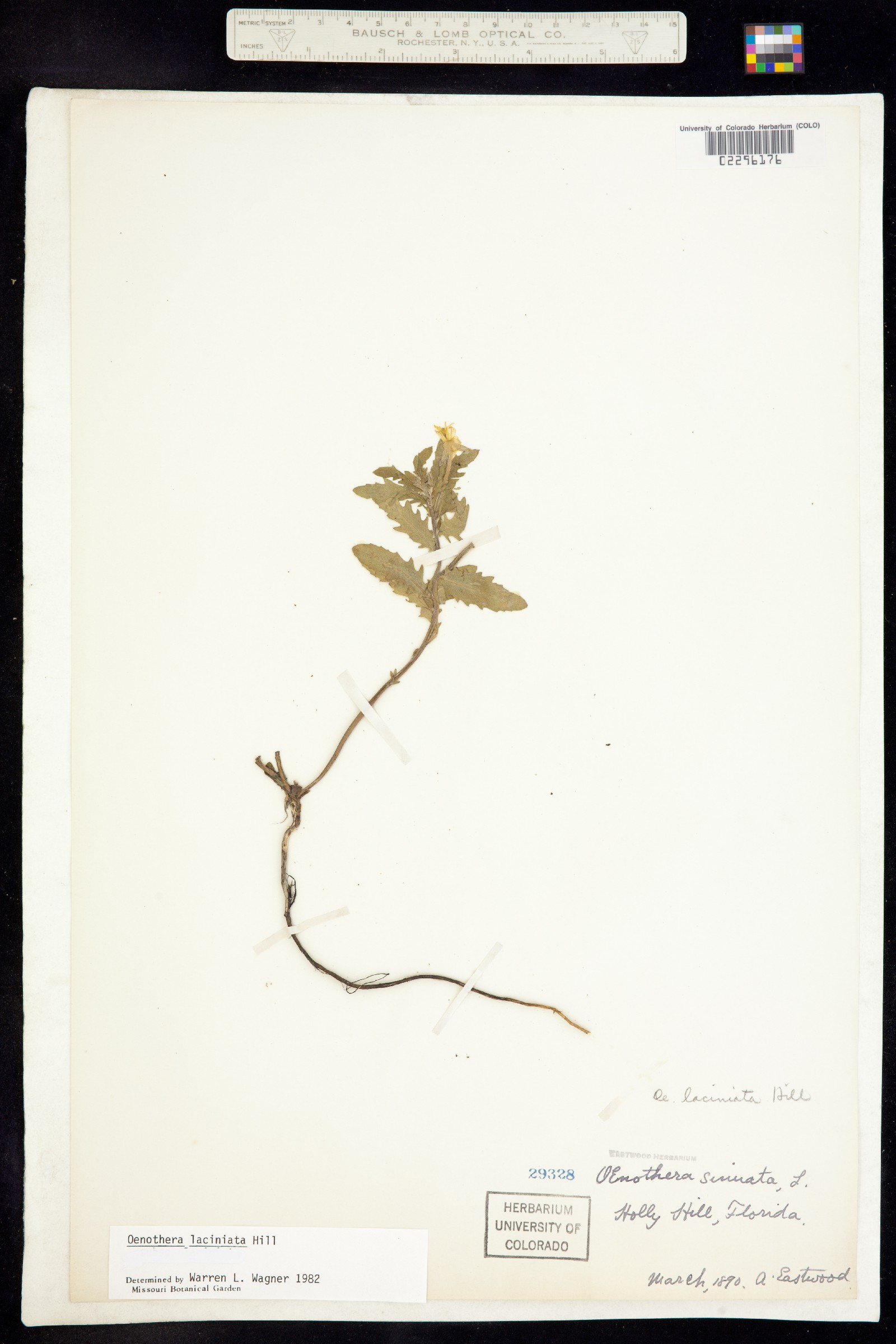 Oenothera laciniata image