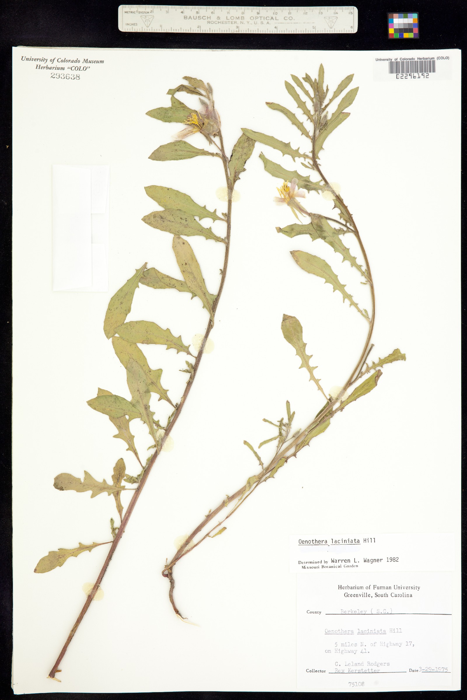 Oenothera laciniata image