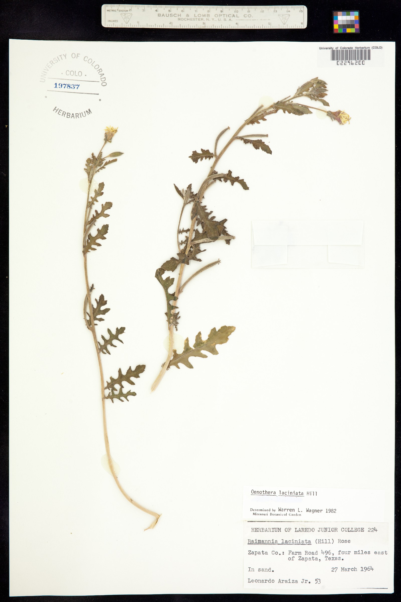 Oenothera laciniata image