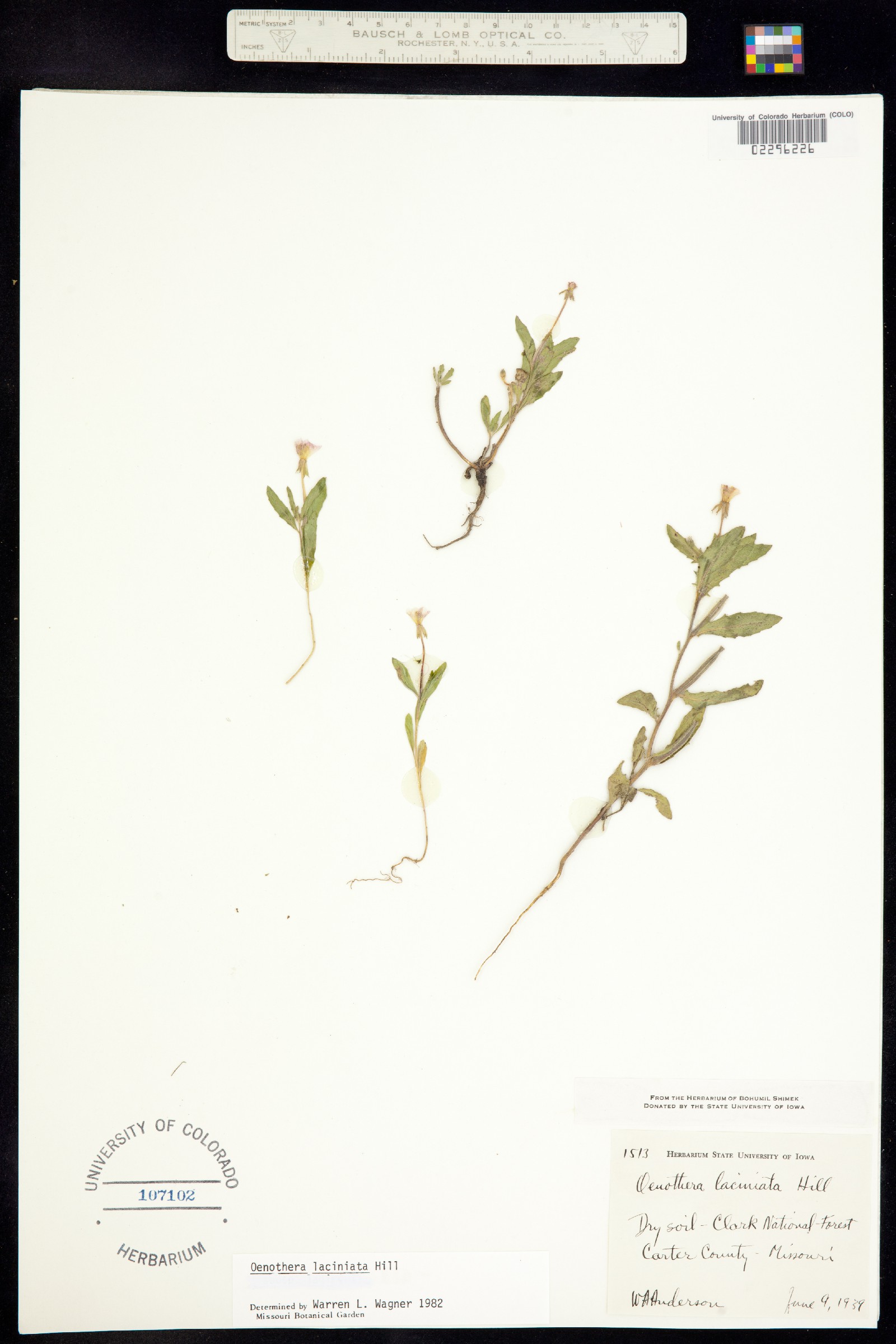 Oenothera laciniata image