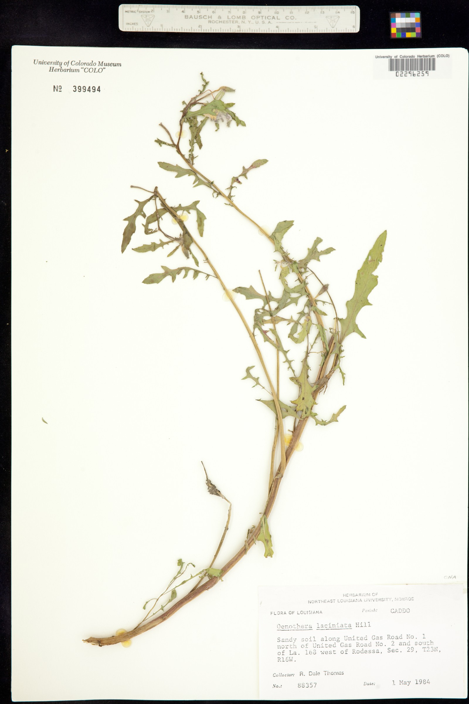 Oenothera laciniata image