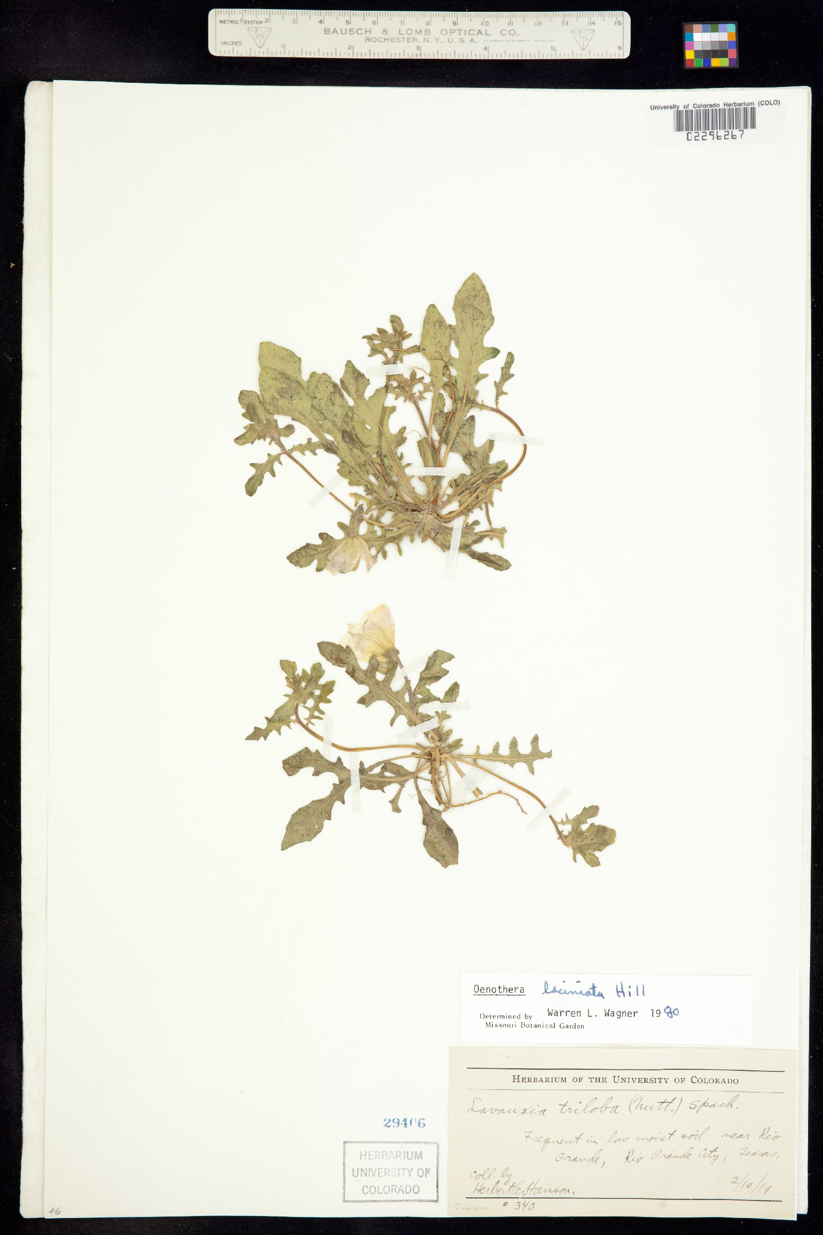 Oenothera laciniata image