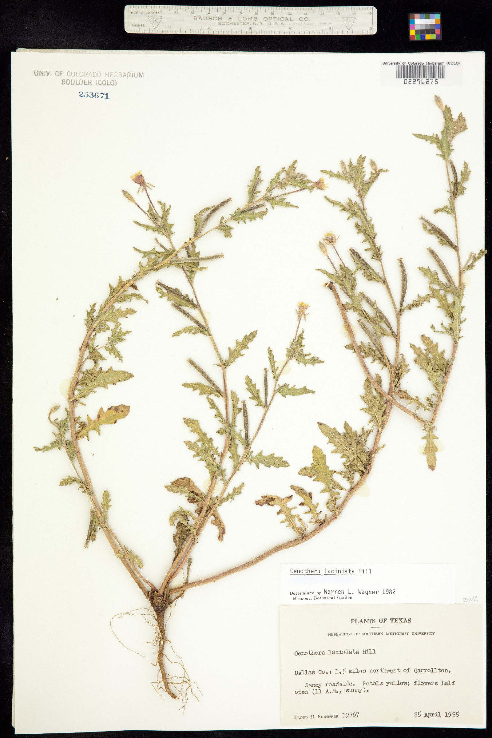 Oenothera laciniata image