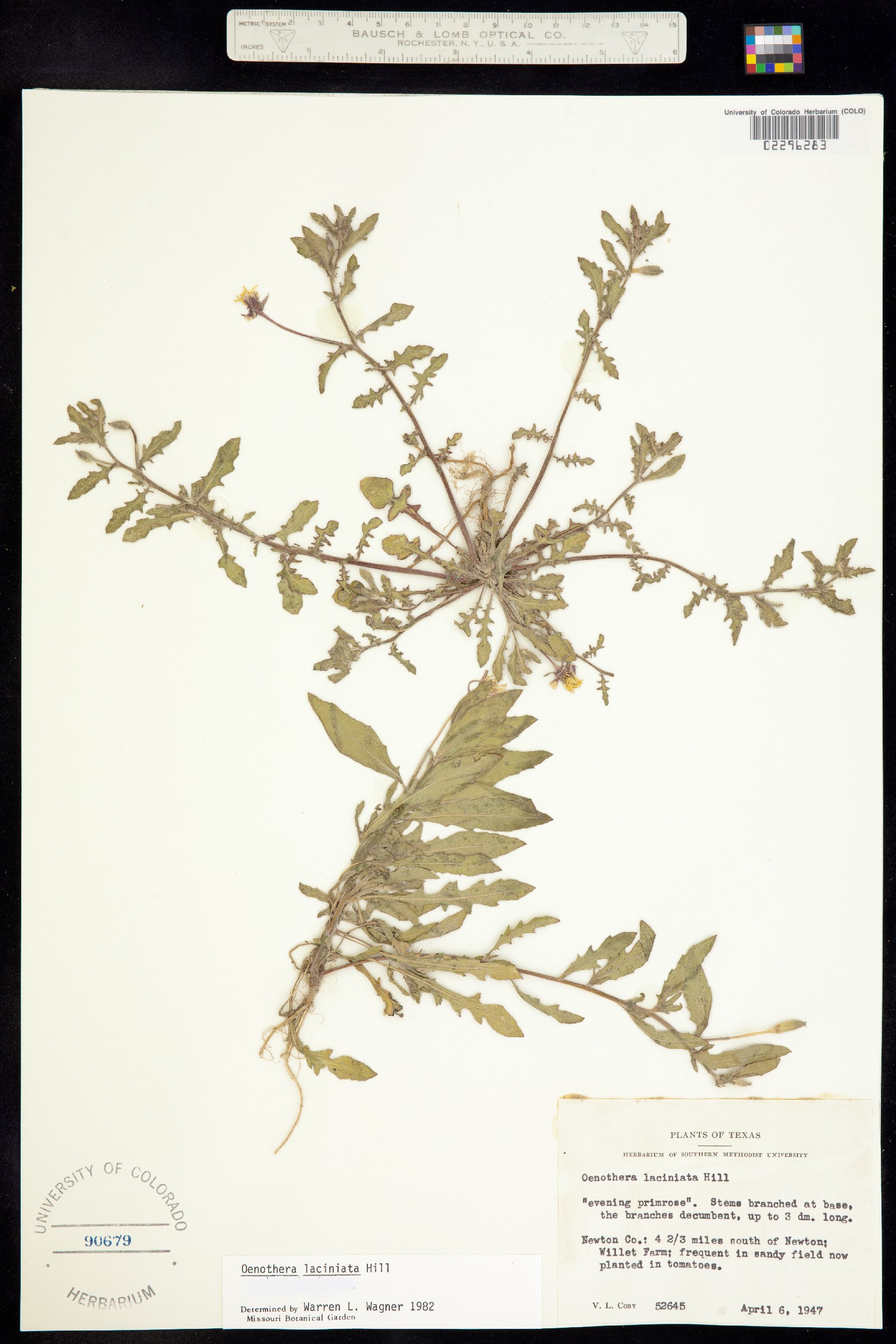 Oenothera laciniata image