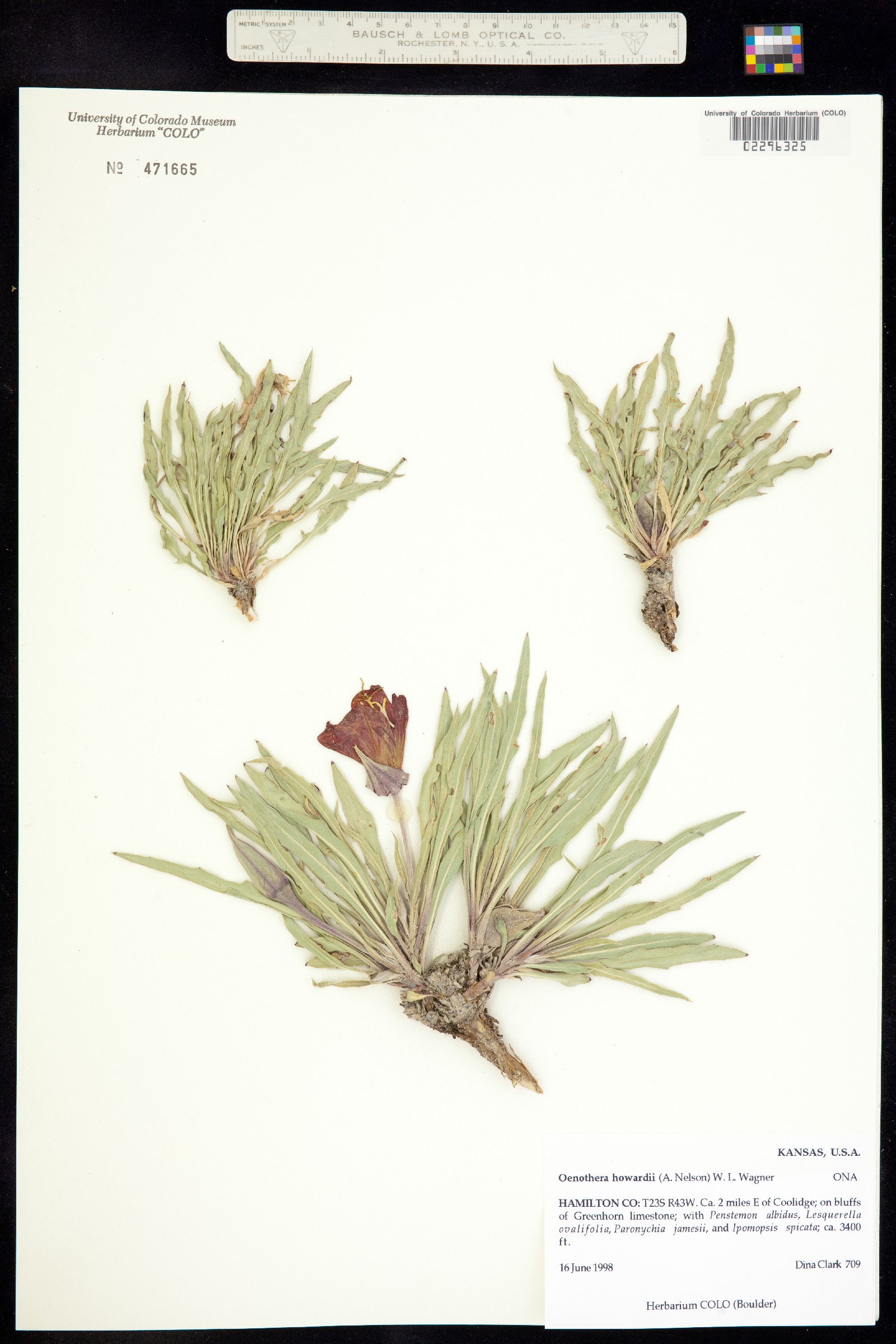 Oenothera howardii image