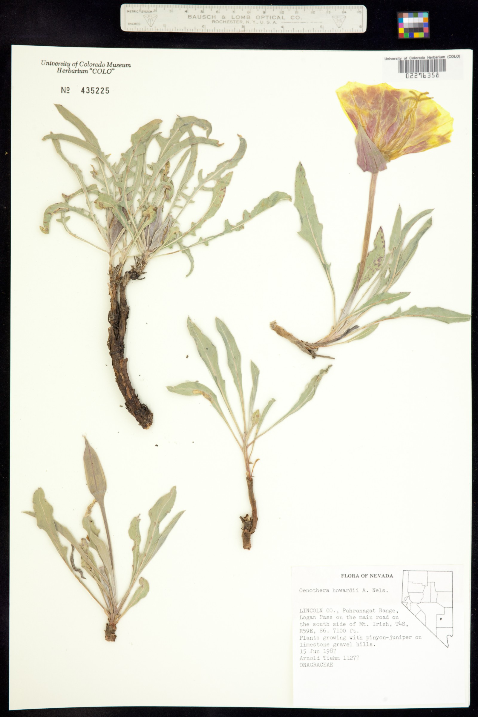 Oenothera howardii image
