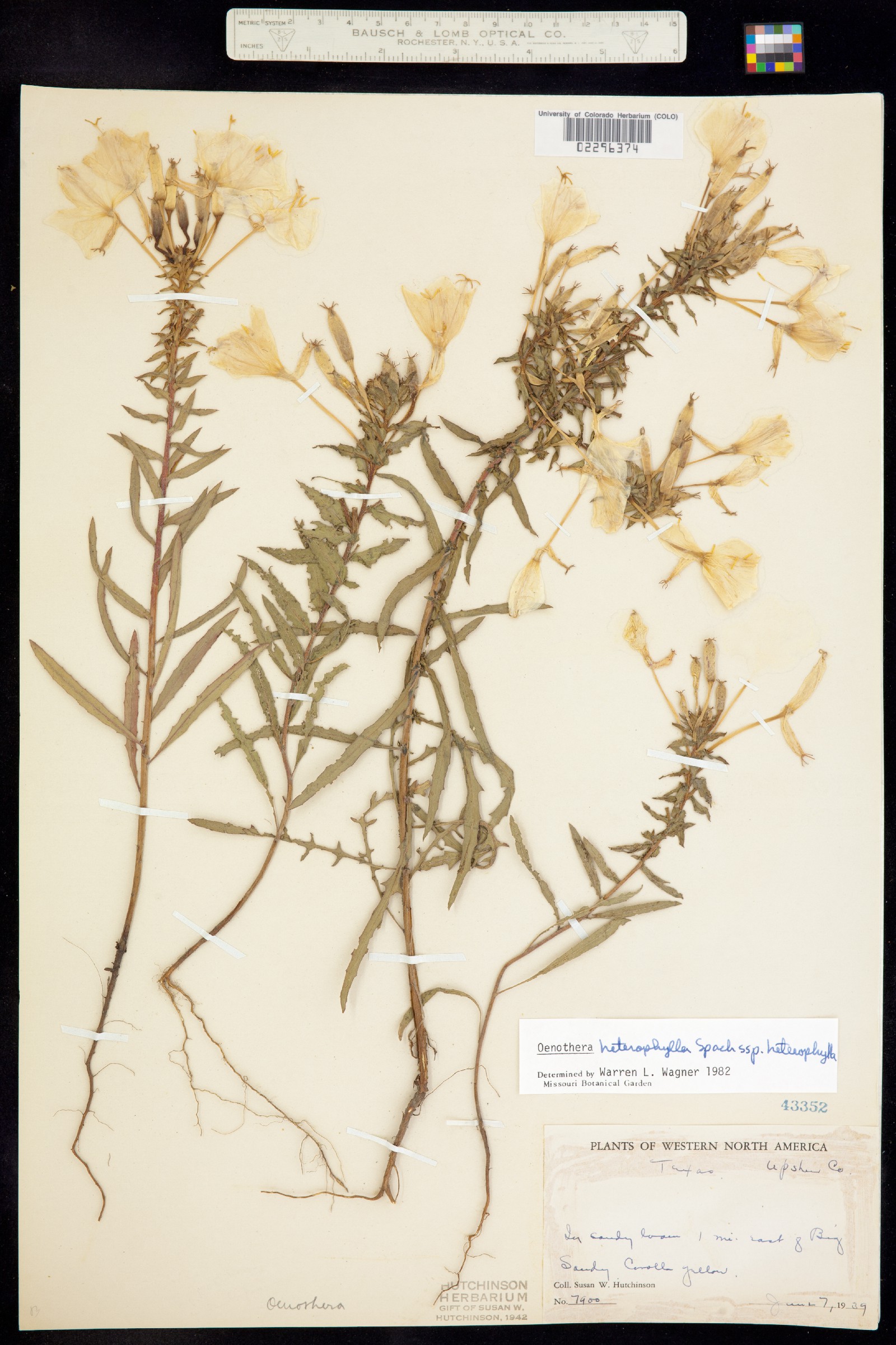 Oenothera heterophylla image