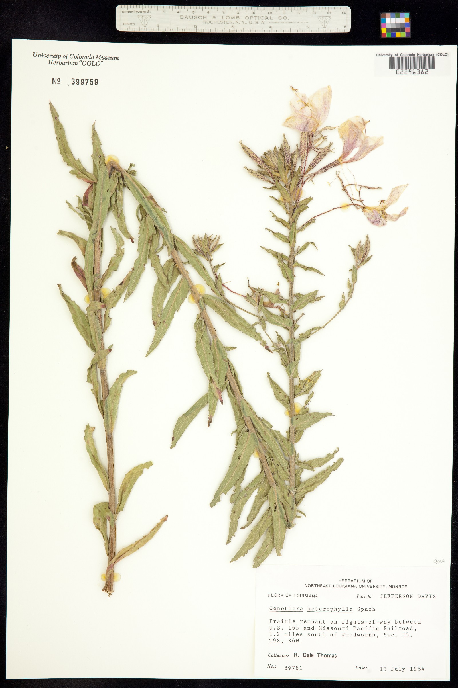 Oenothera heterophylla image