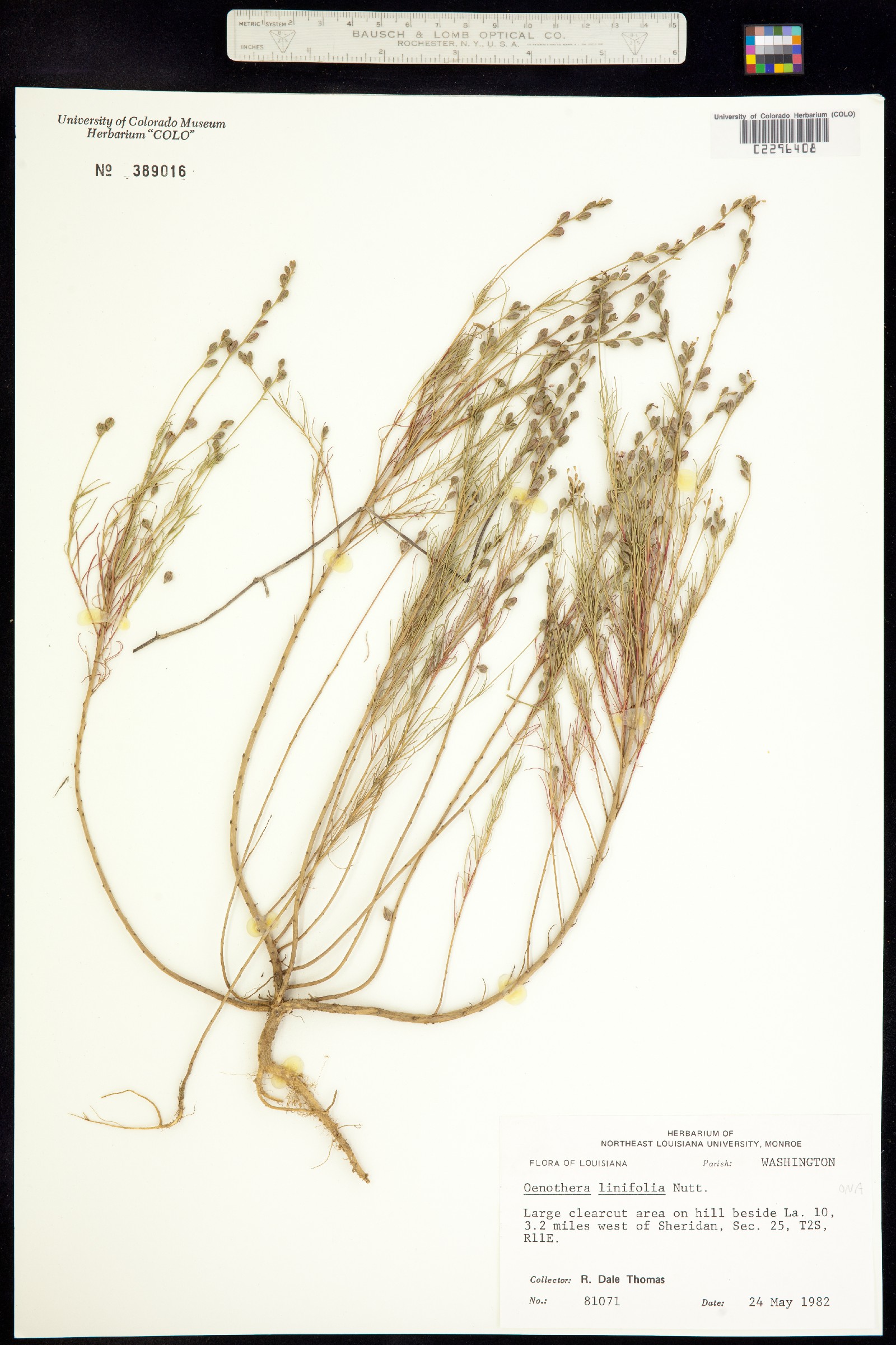 Oenothera linifolia image
