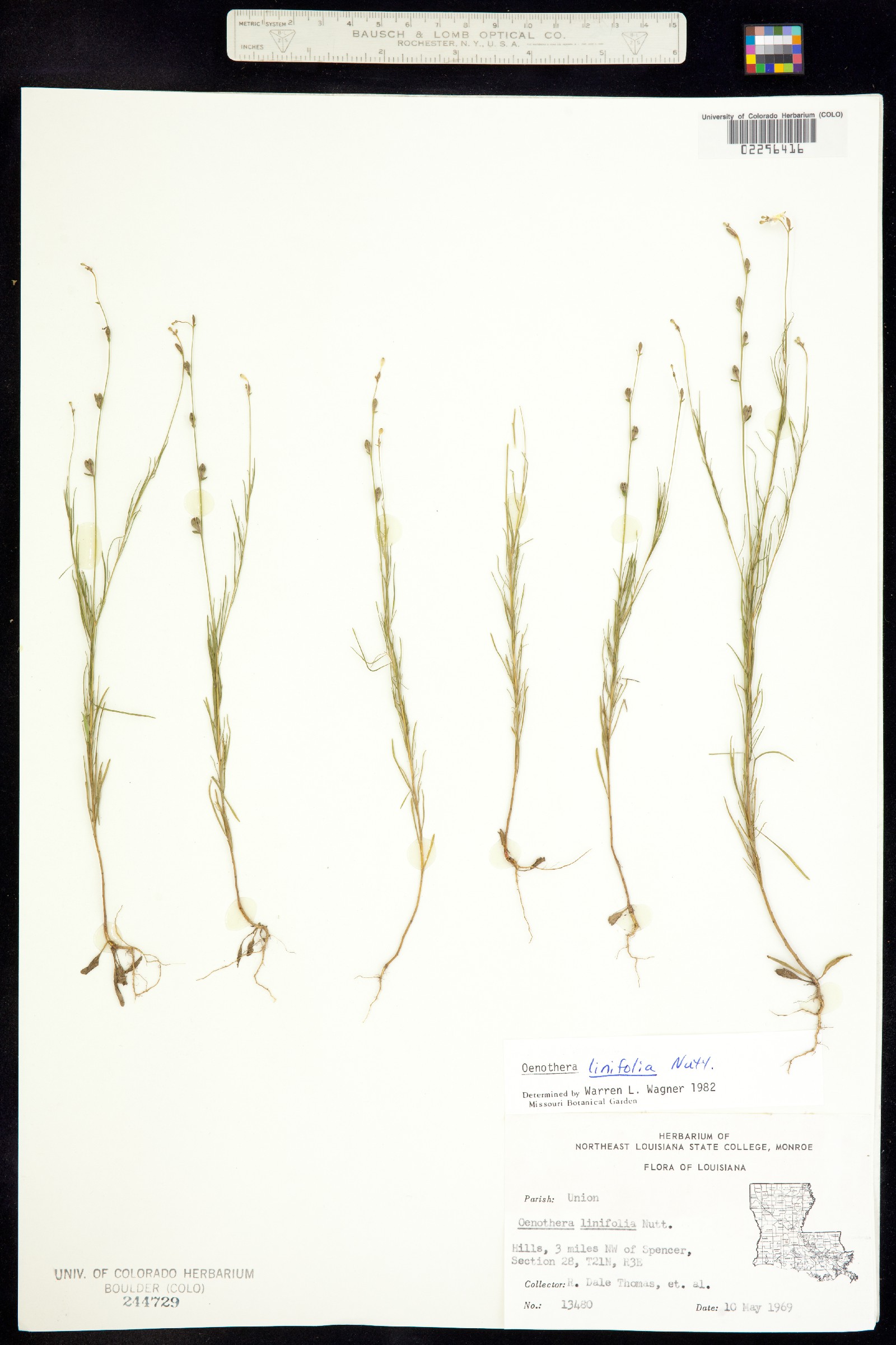 Oenothera linifolia image