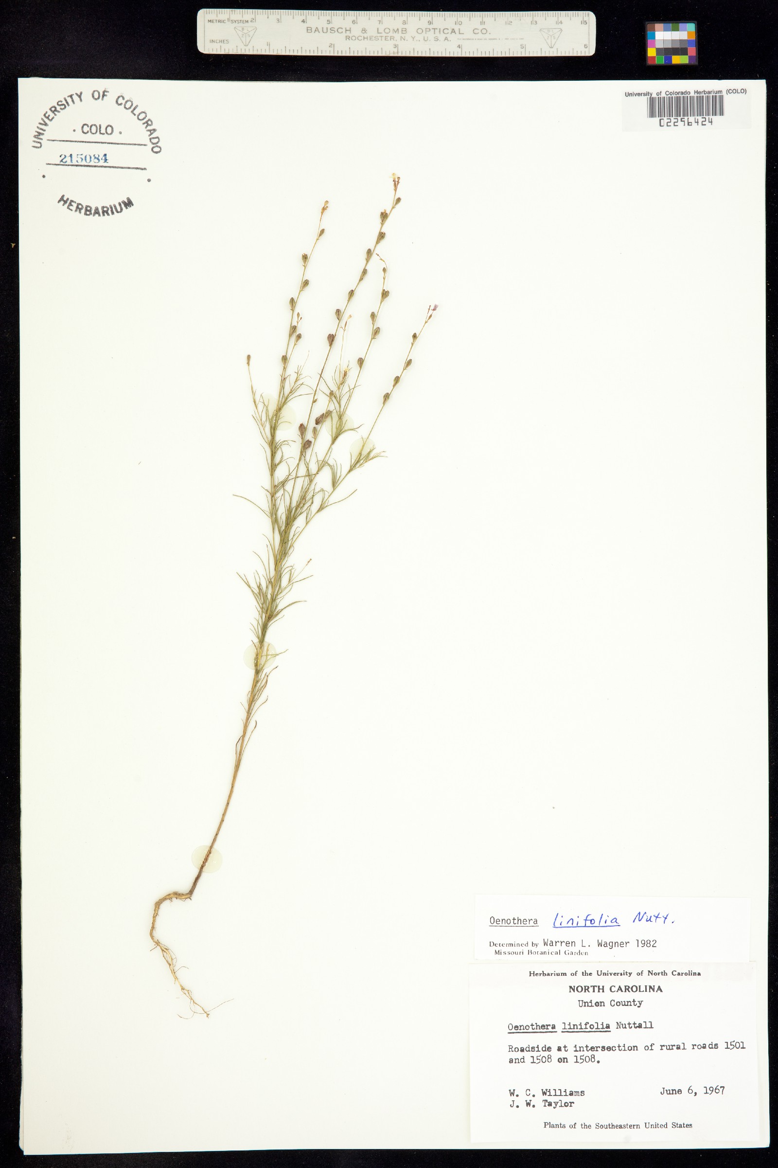 Oenothera linifolia image