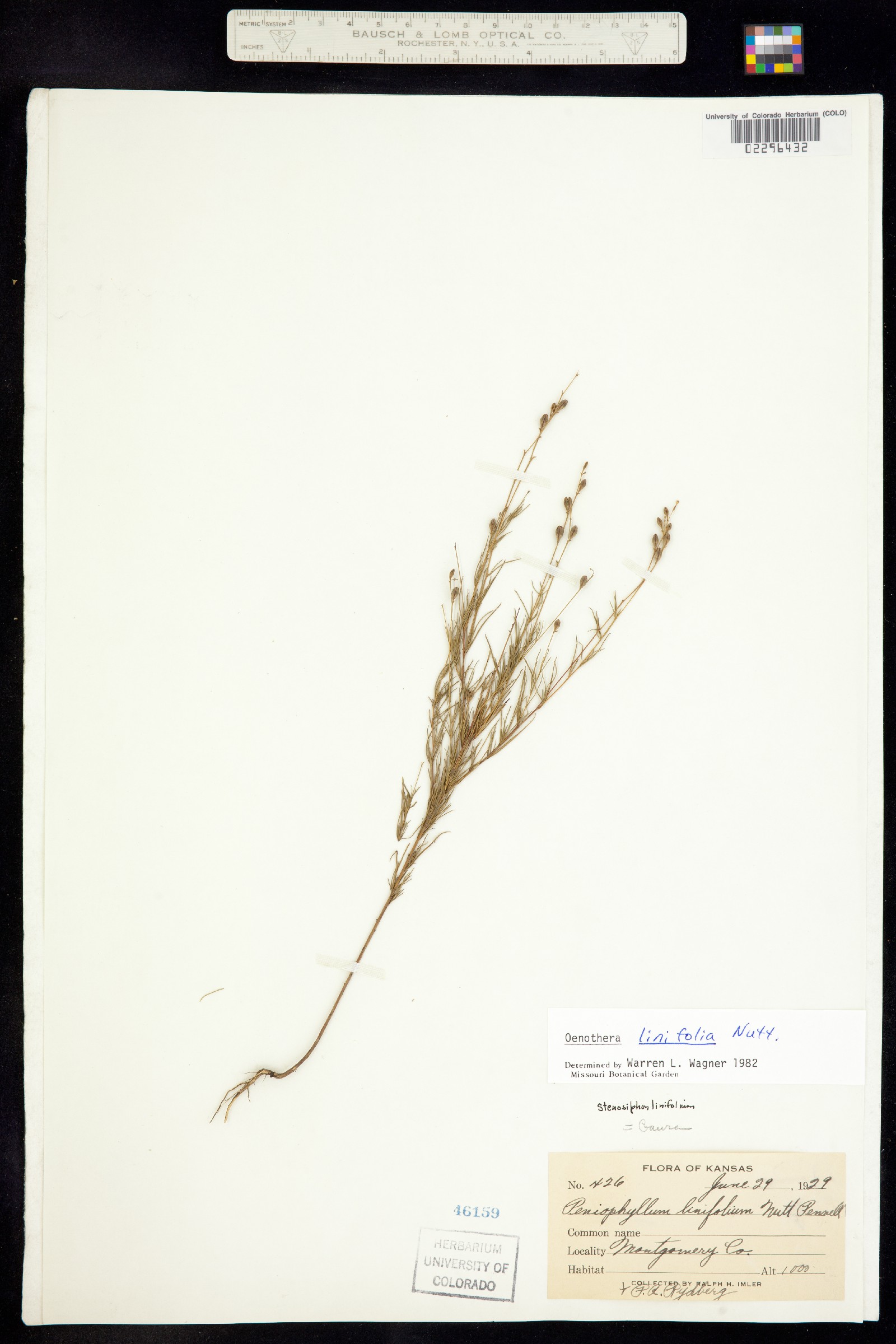 Oenothera linifolia image