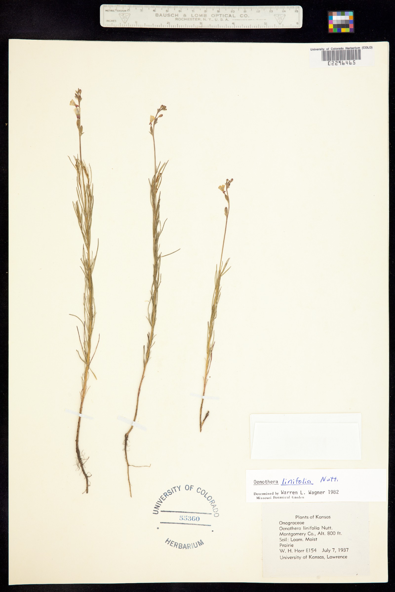 Oenothera linifolia image