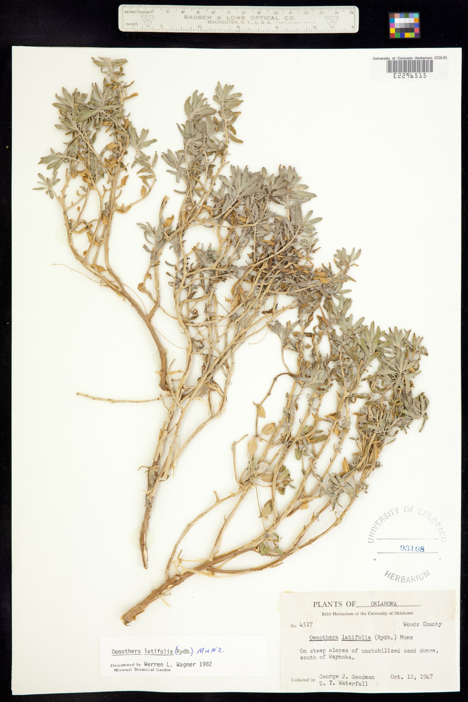 Oenothera pallida image