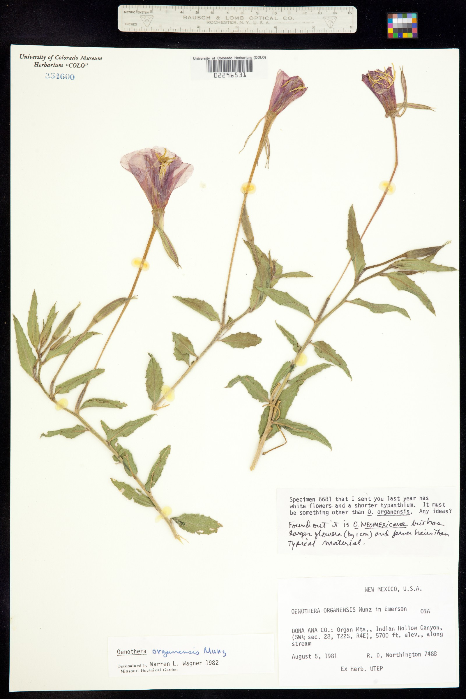 Oenothera neomexicana image