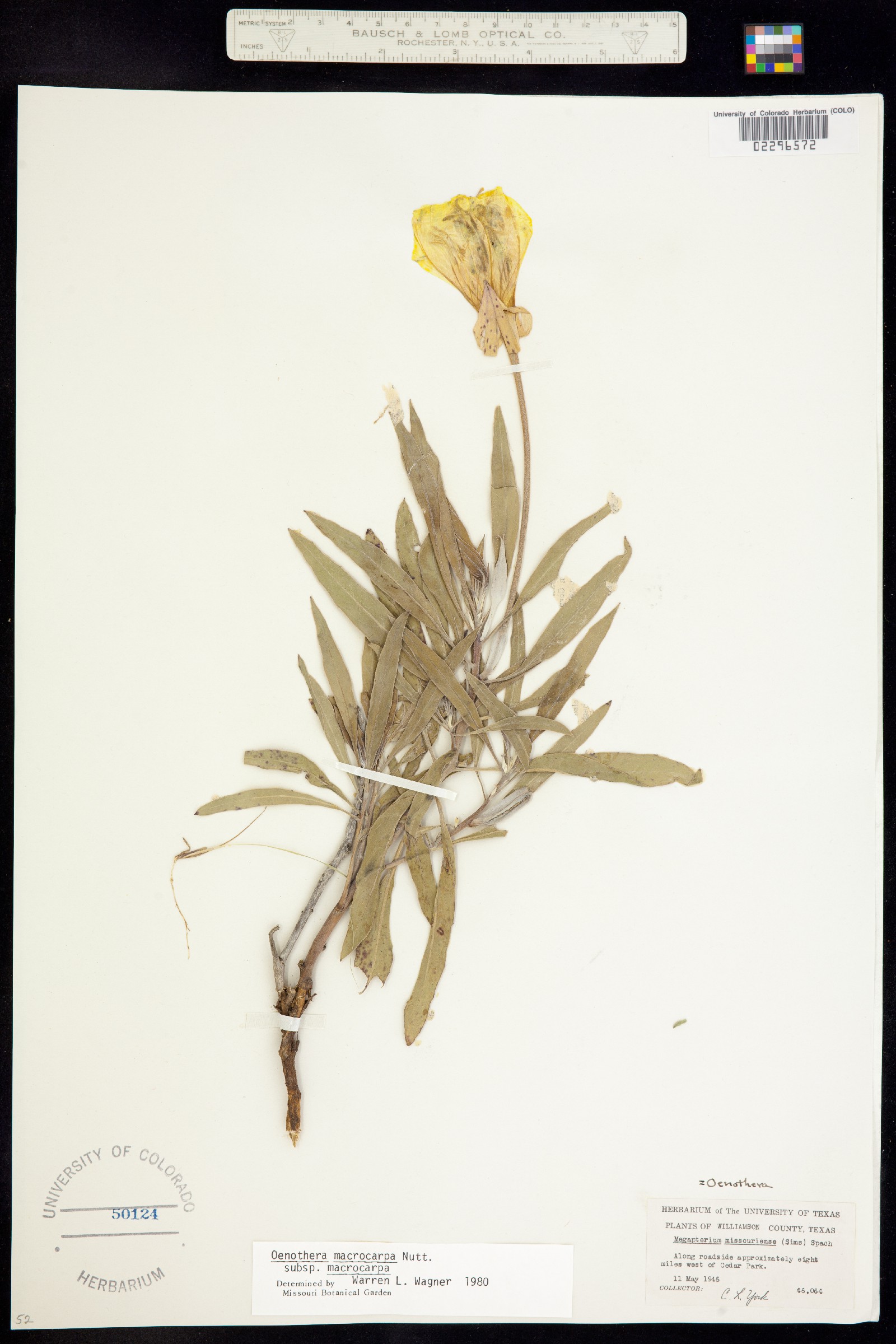 Oenothera macrocarpa image
