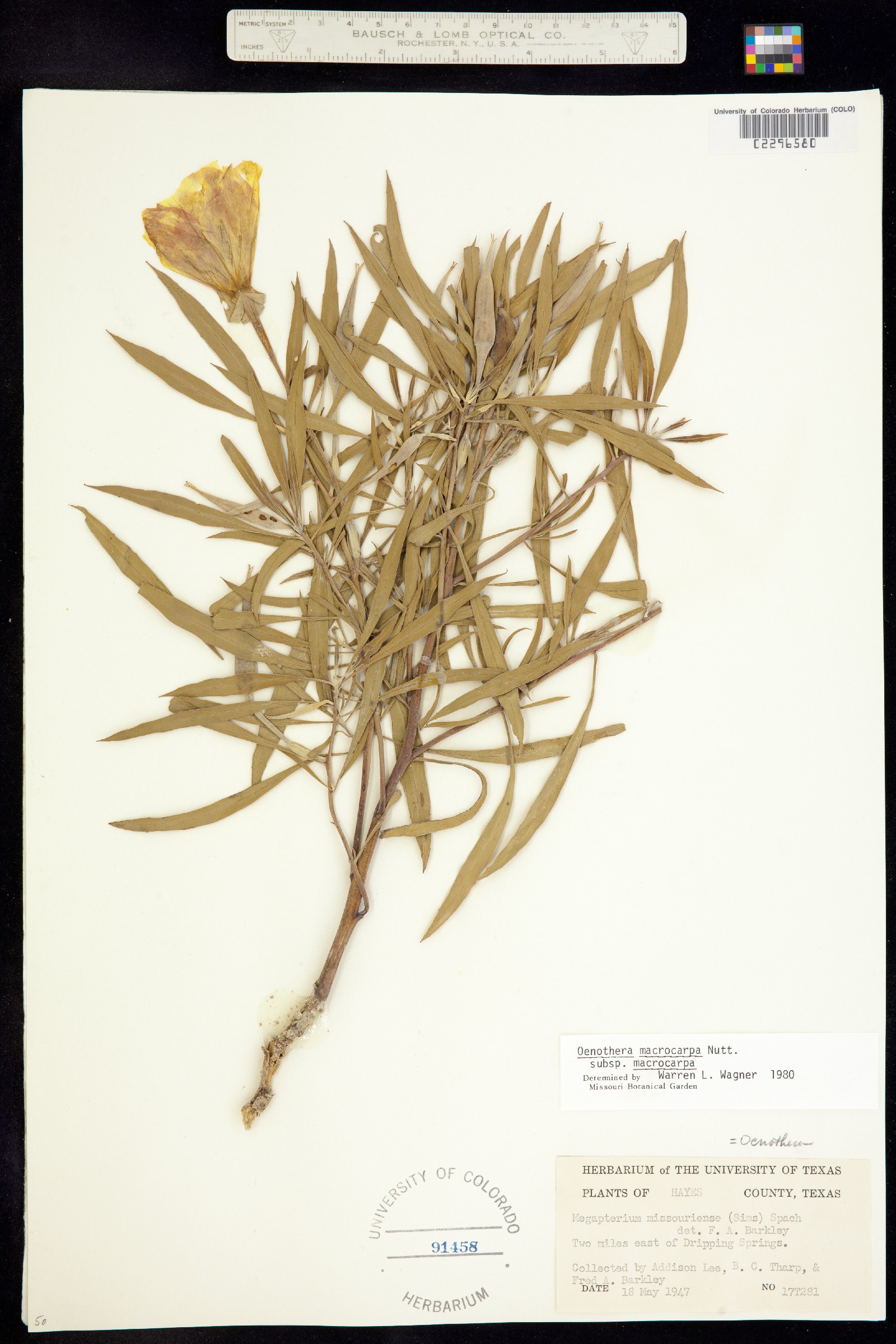 Oenothera macrocarpa image