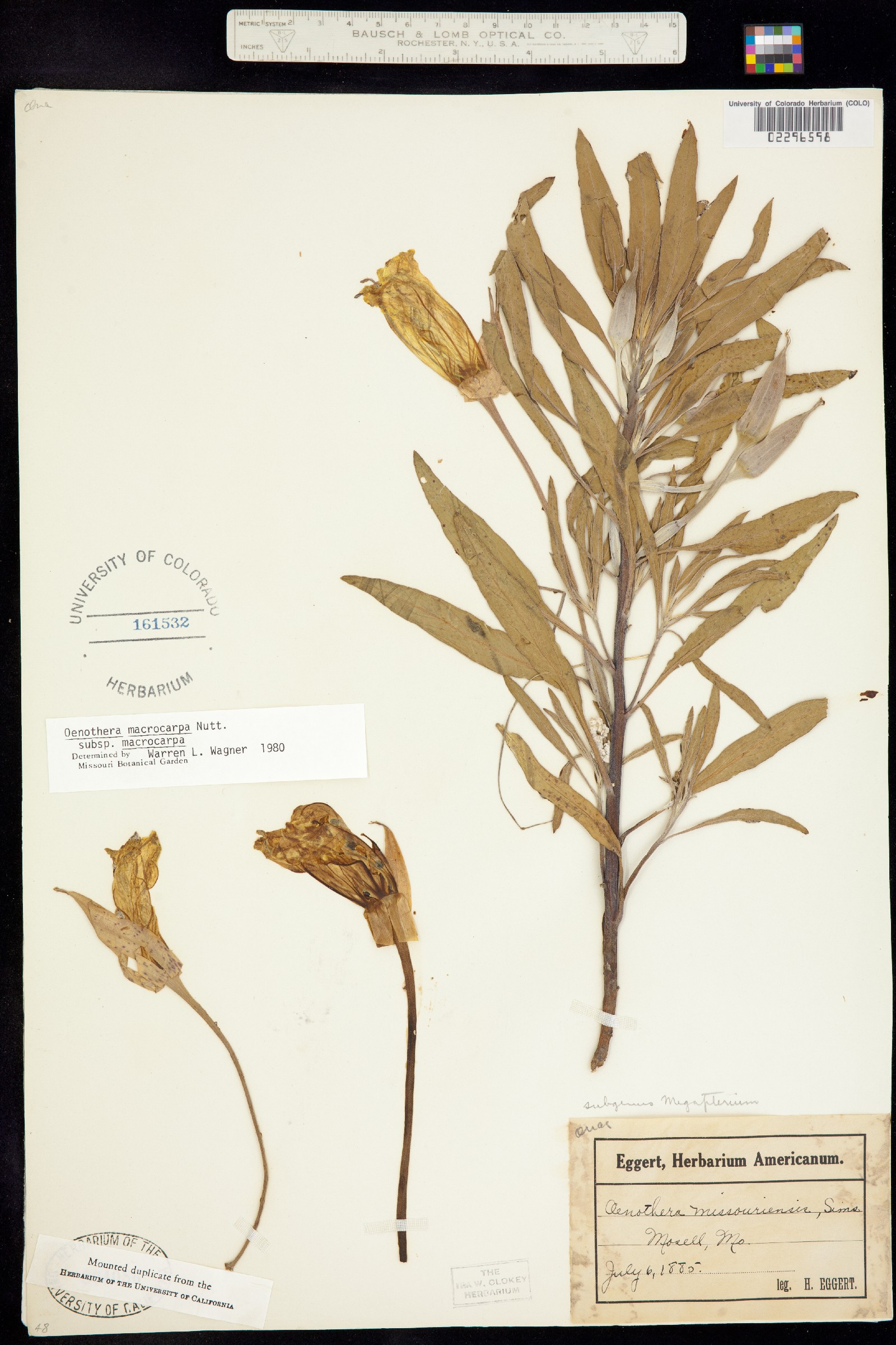 Oenothera macrocarpa image