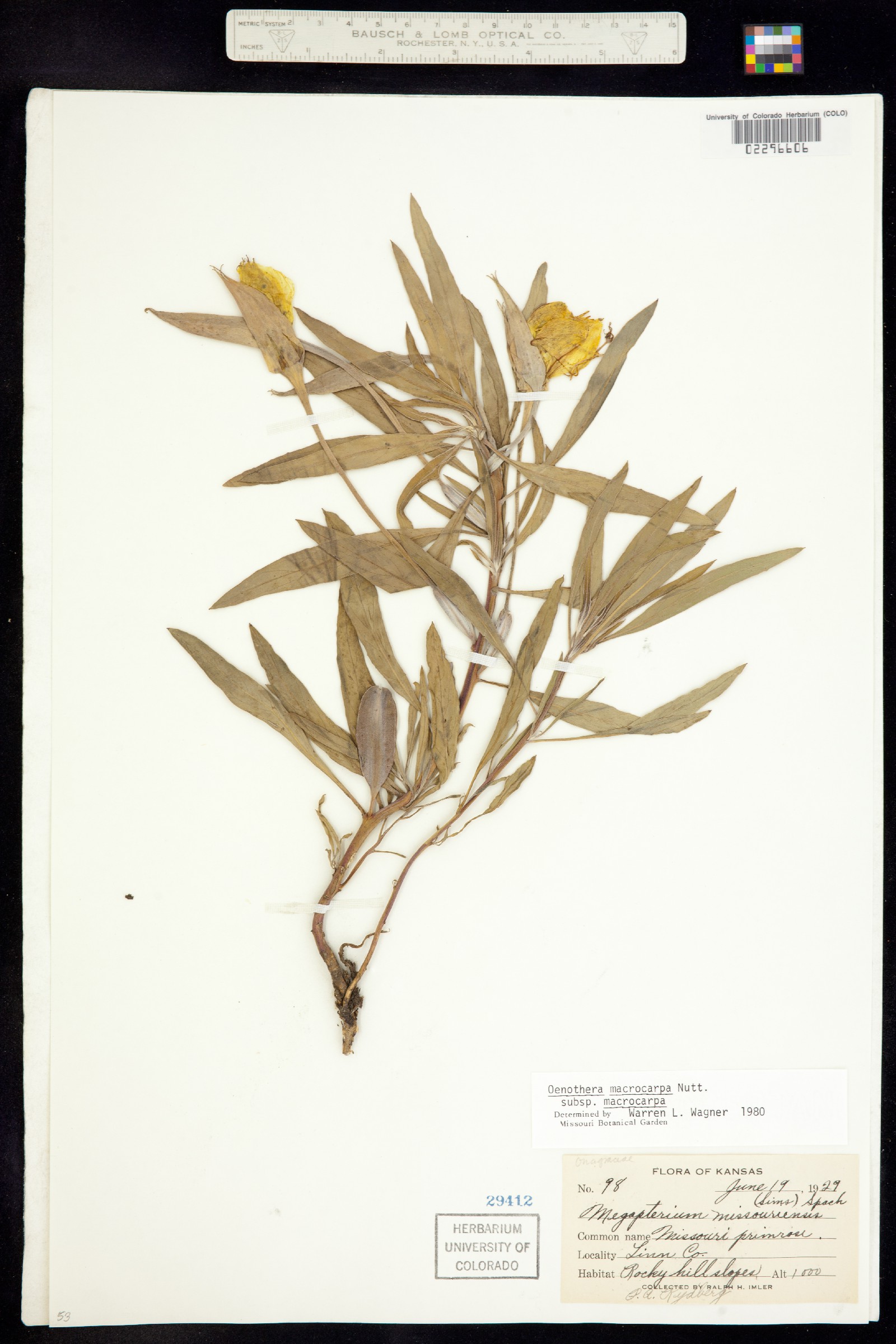 Oenothera macrocarpa image