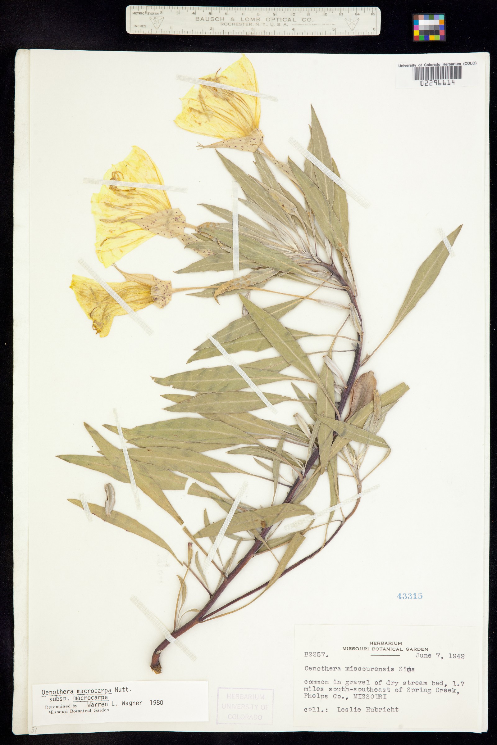 Oenothera macrocarpa image