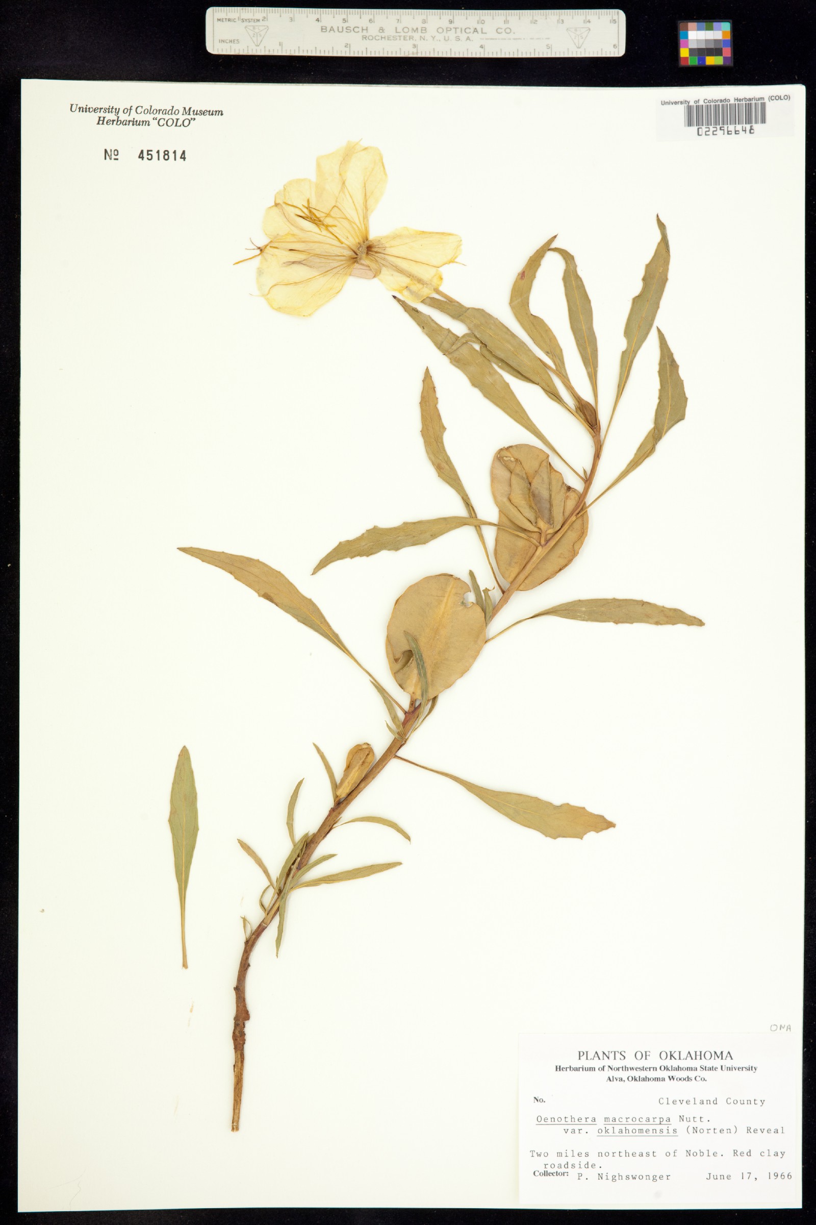 Oenothera macrocarpa image