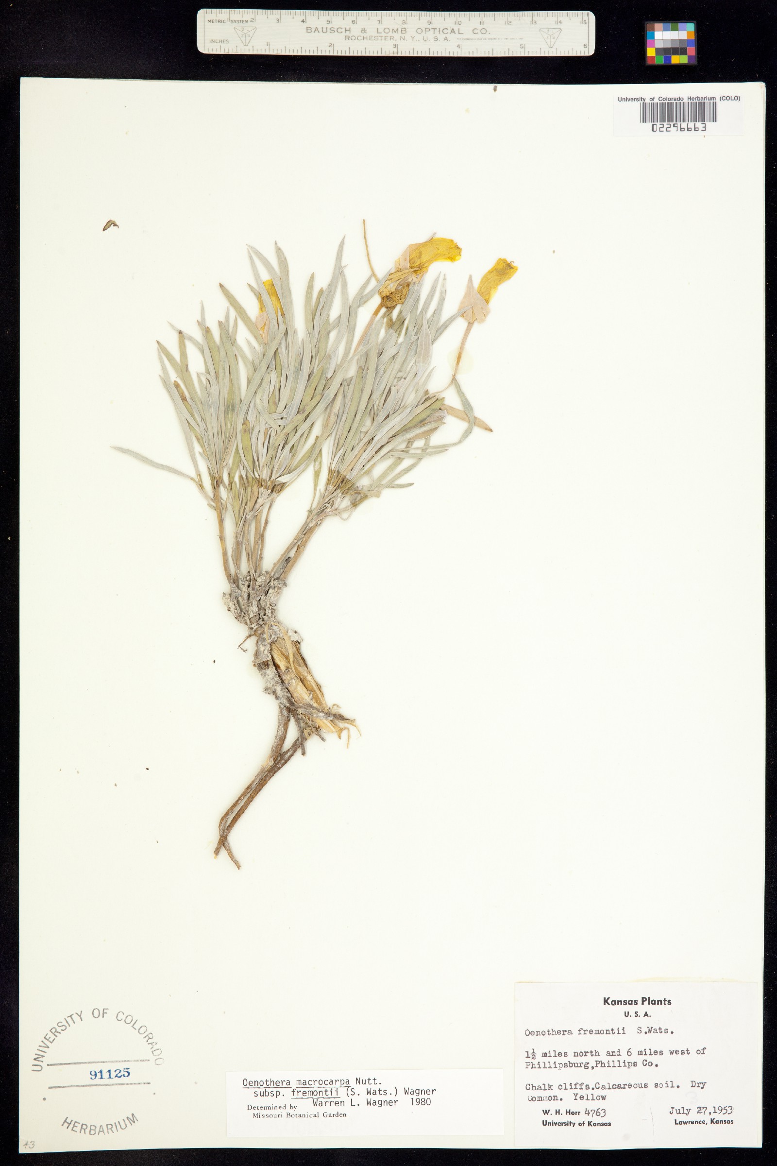 Oenothera macrocarpa image
