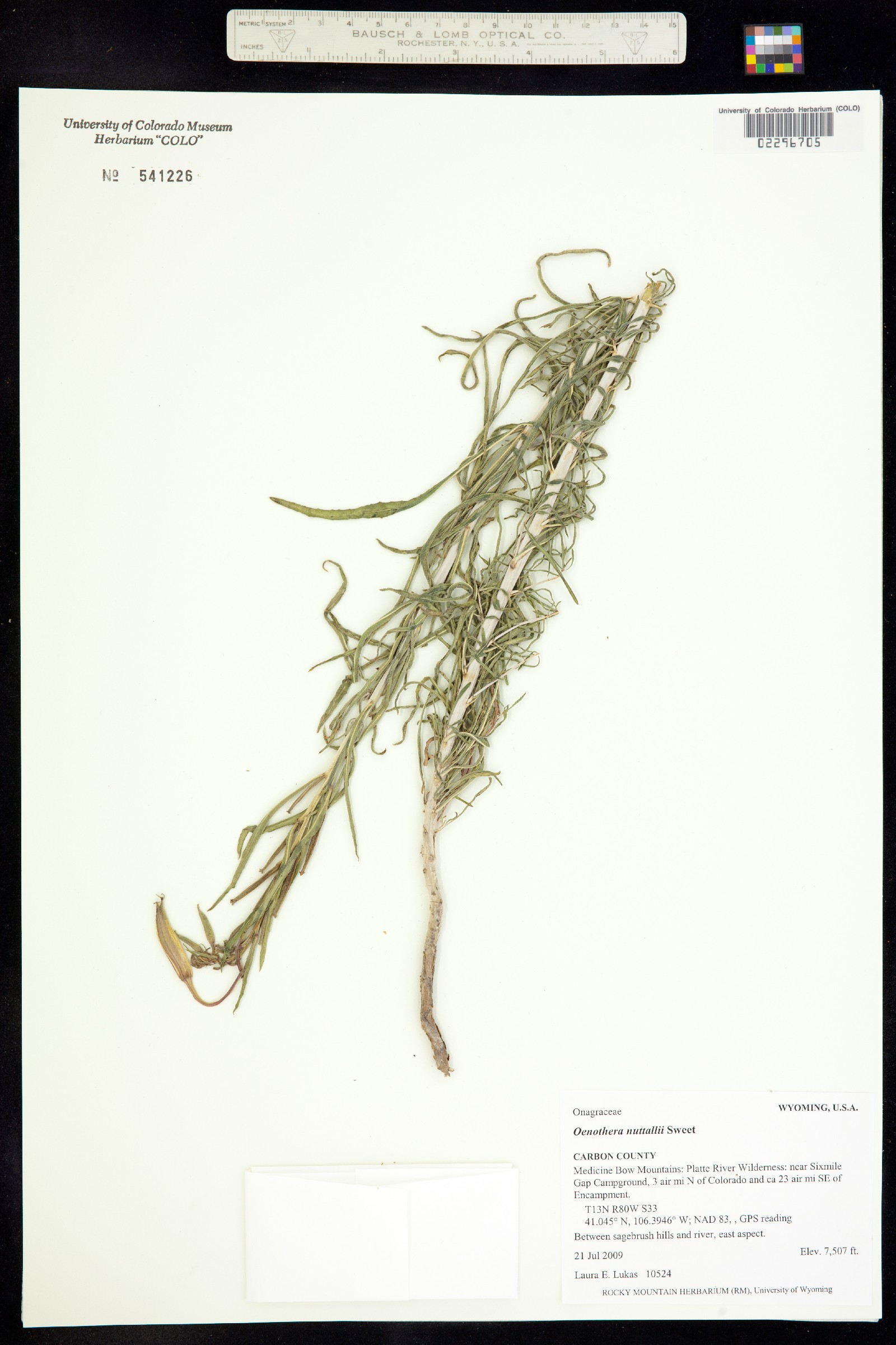 Oenothera nuttallii image