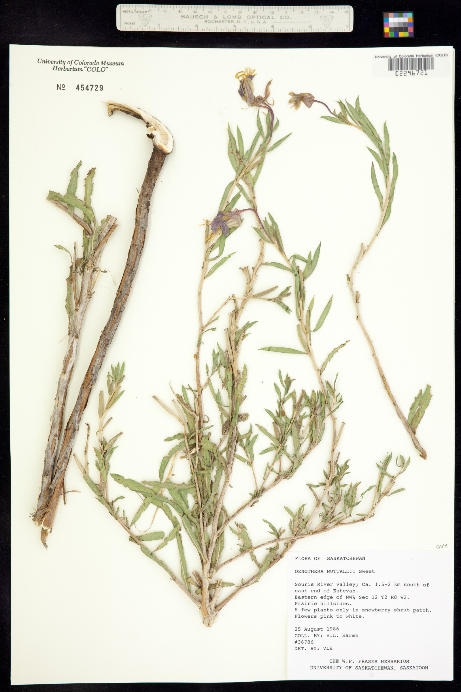 Oenothera nuttallii image