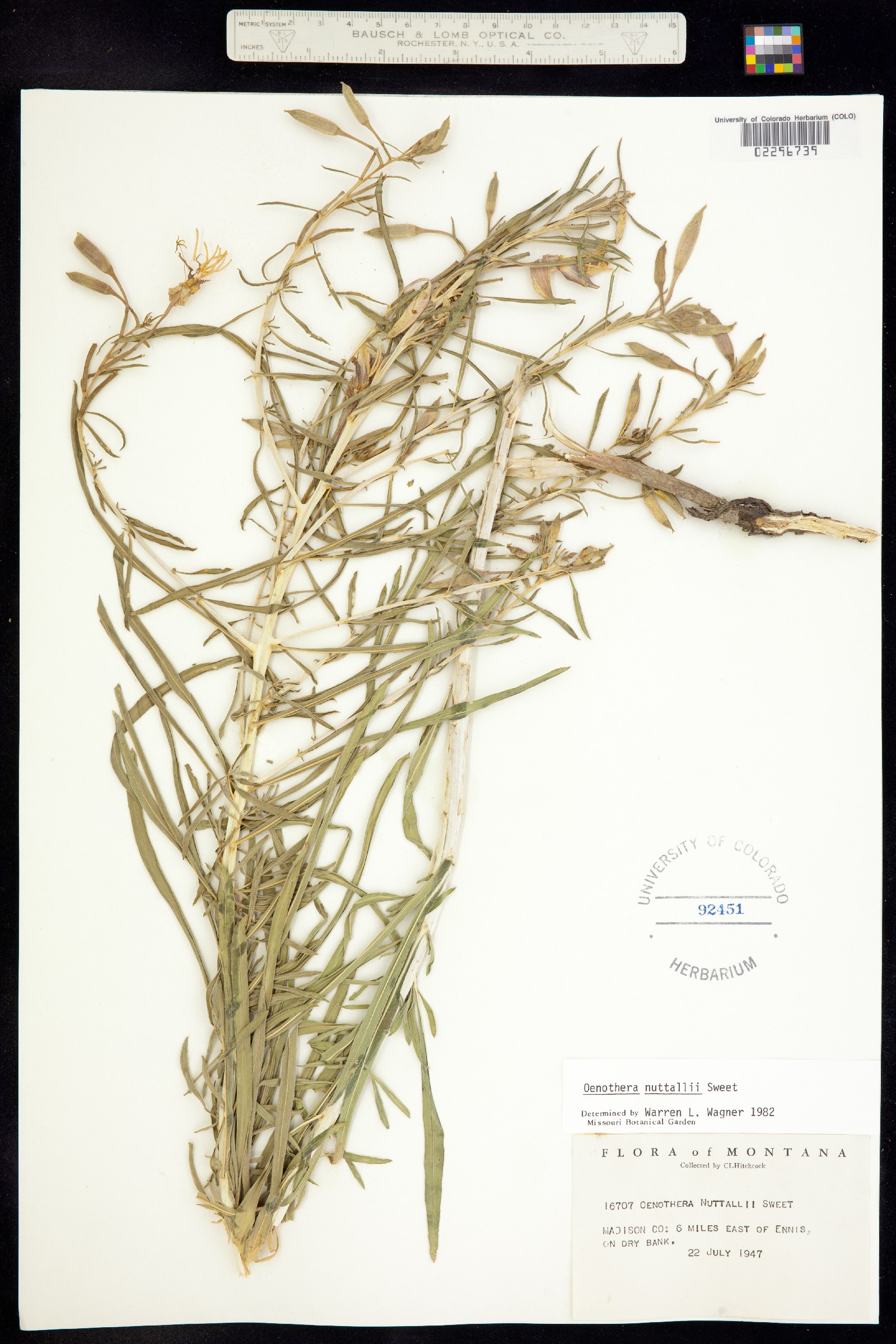Oenothera nuttallii image
