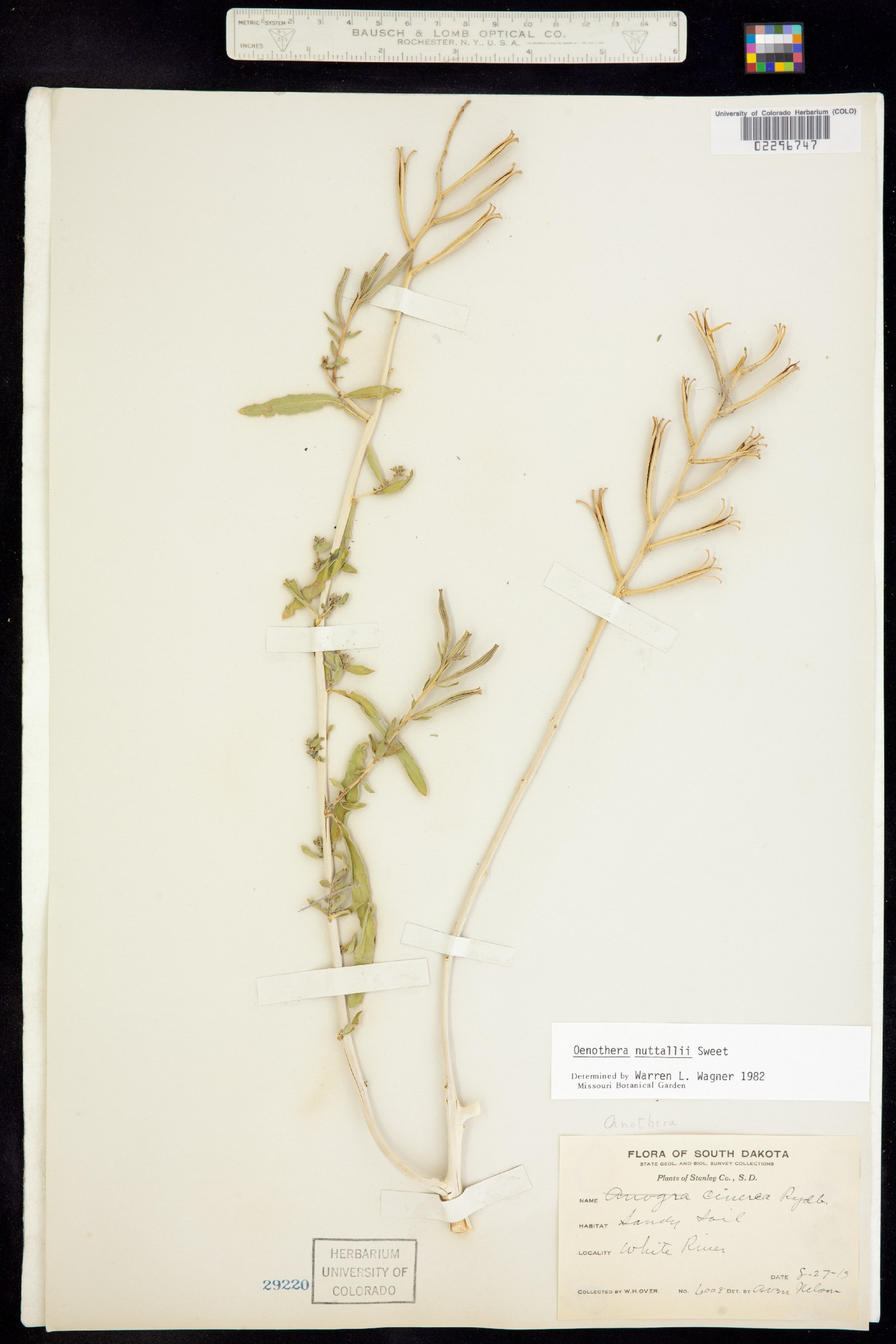 Oenothera nuttallii image