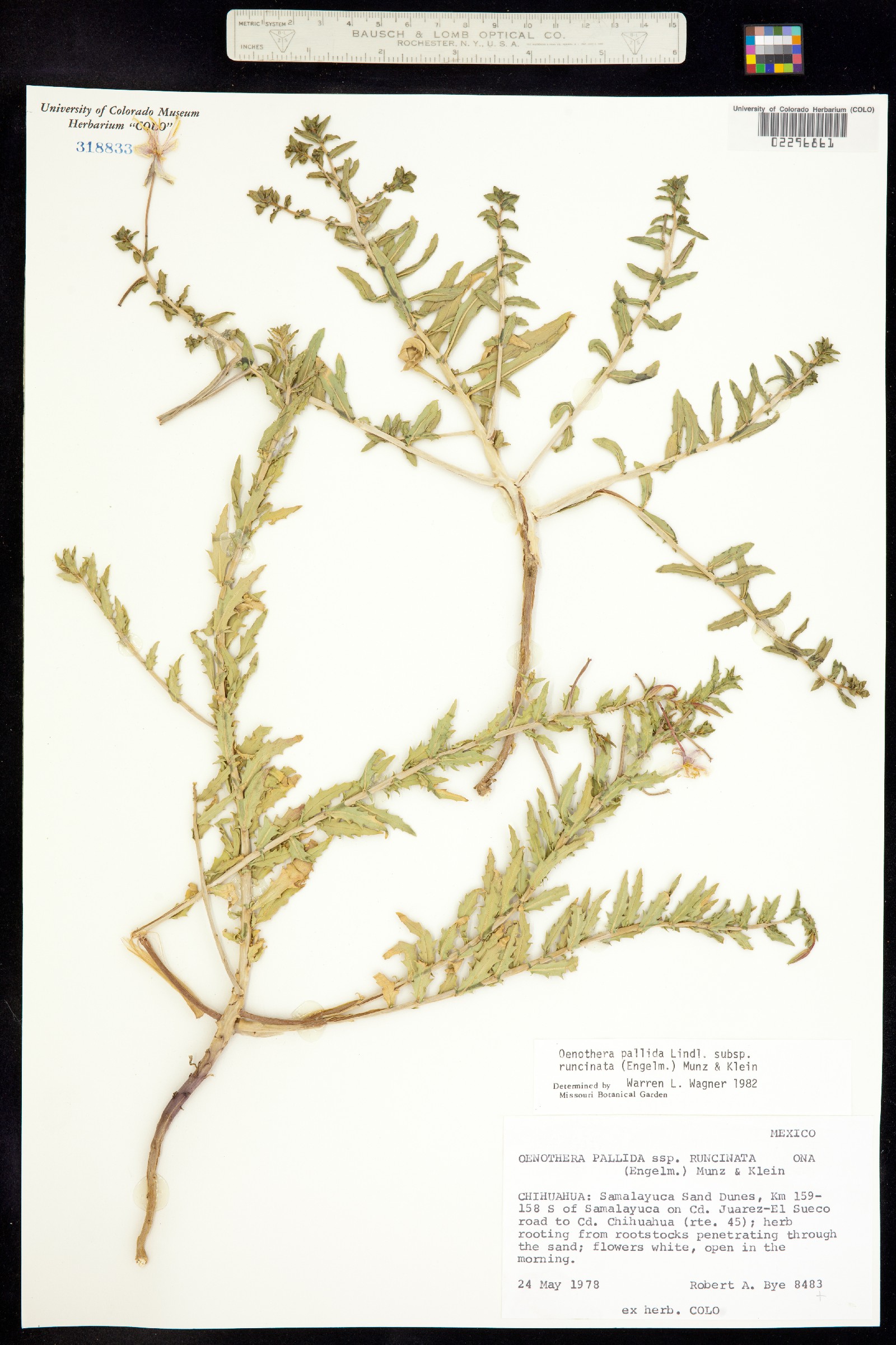 Oenothera pallida subsp. runcinata image