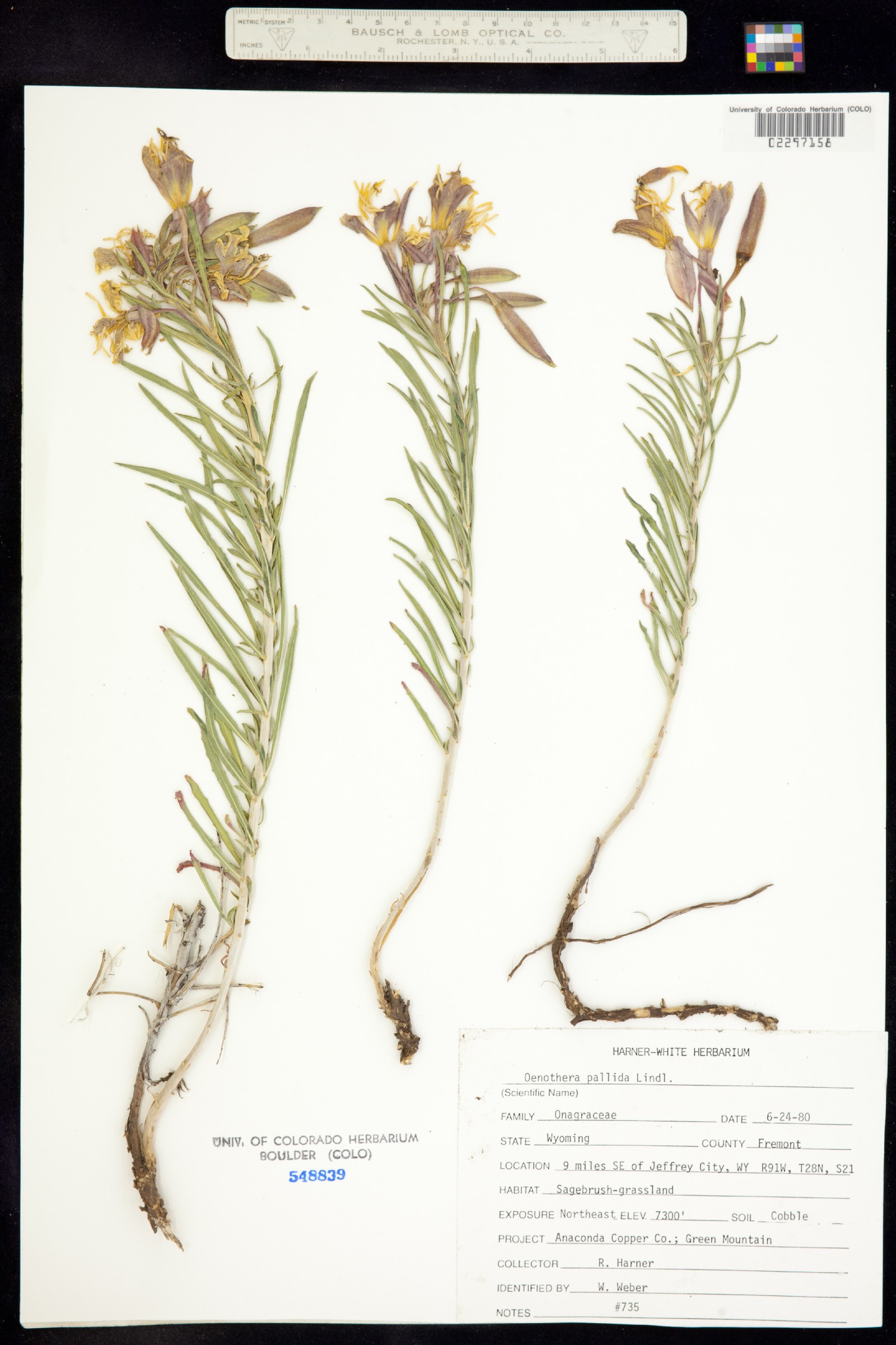 Oenothera image