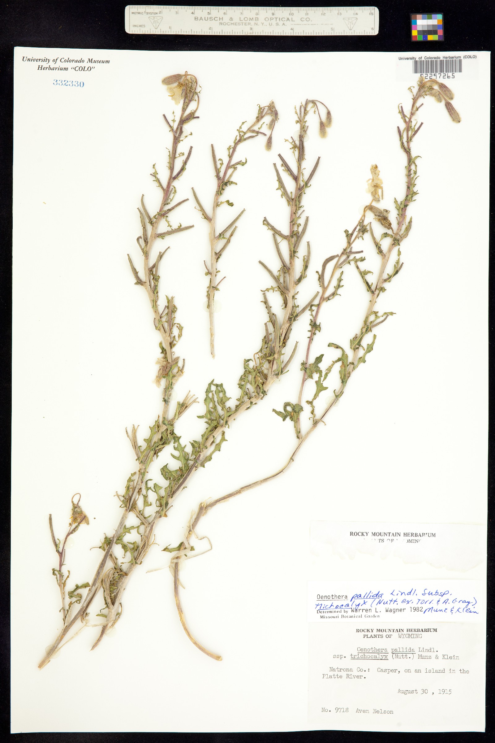 Oenothera pallida ssp. trichocalyx image