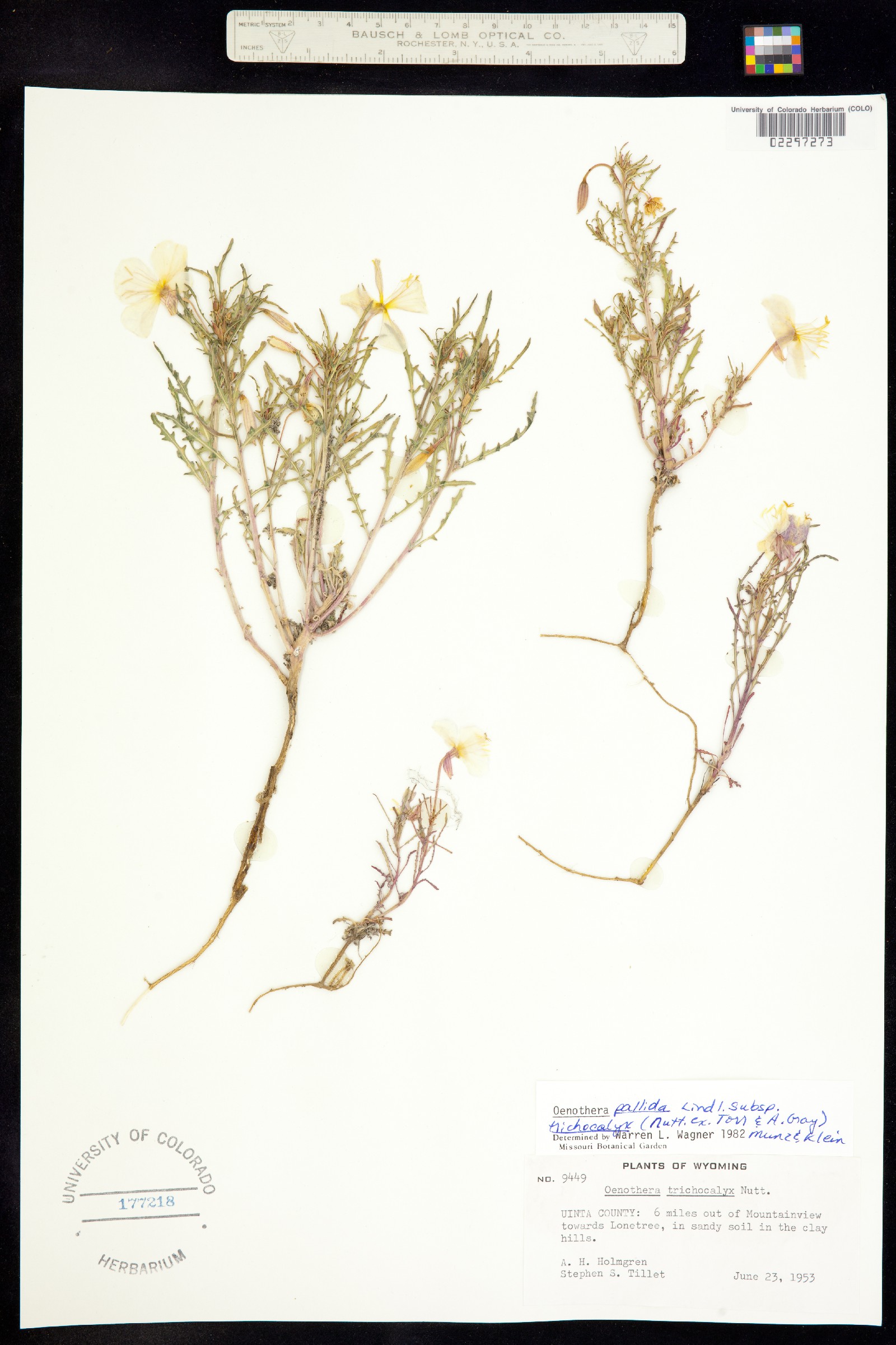 Phalaris arundinacea image