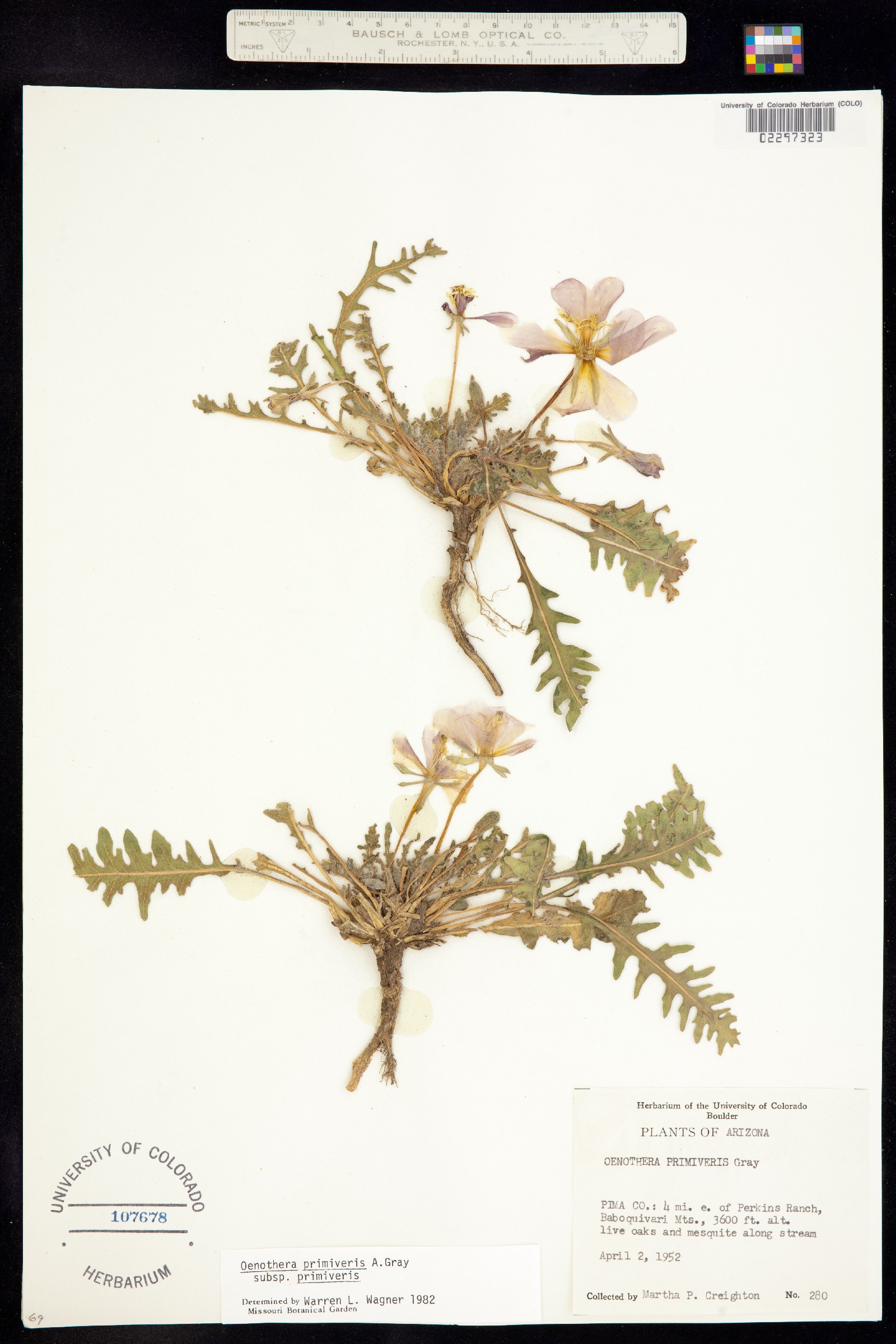 Oenothera primiveris image