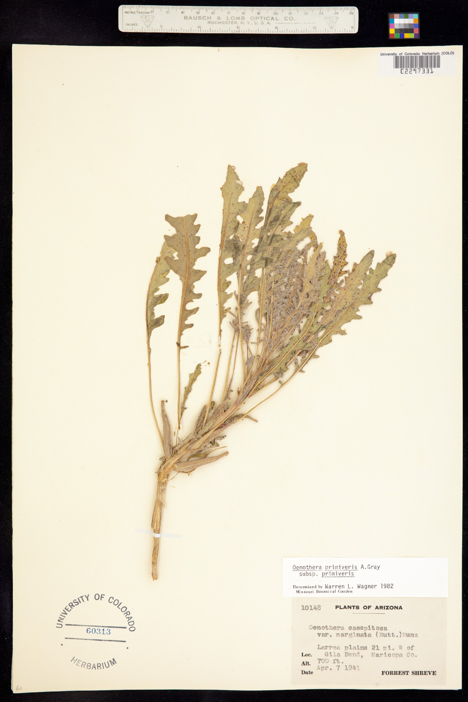 Oenothera primiveris image