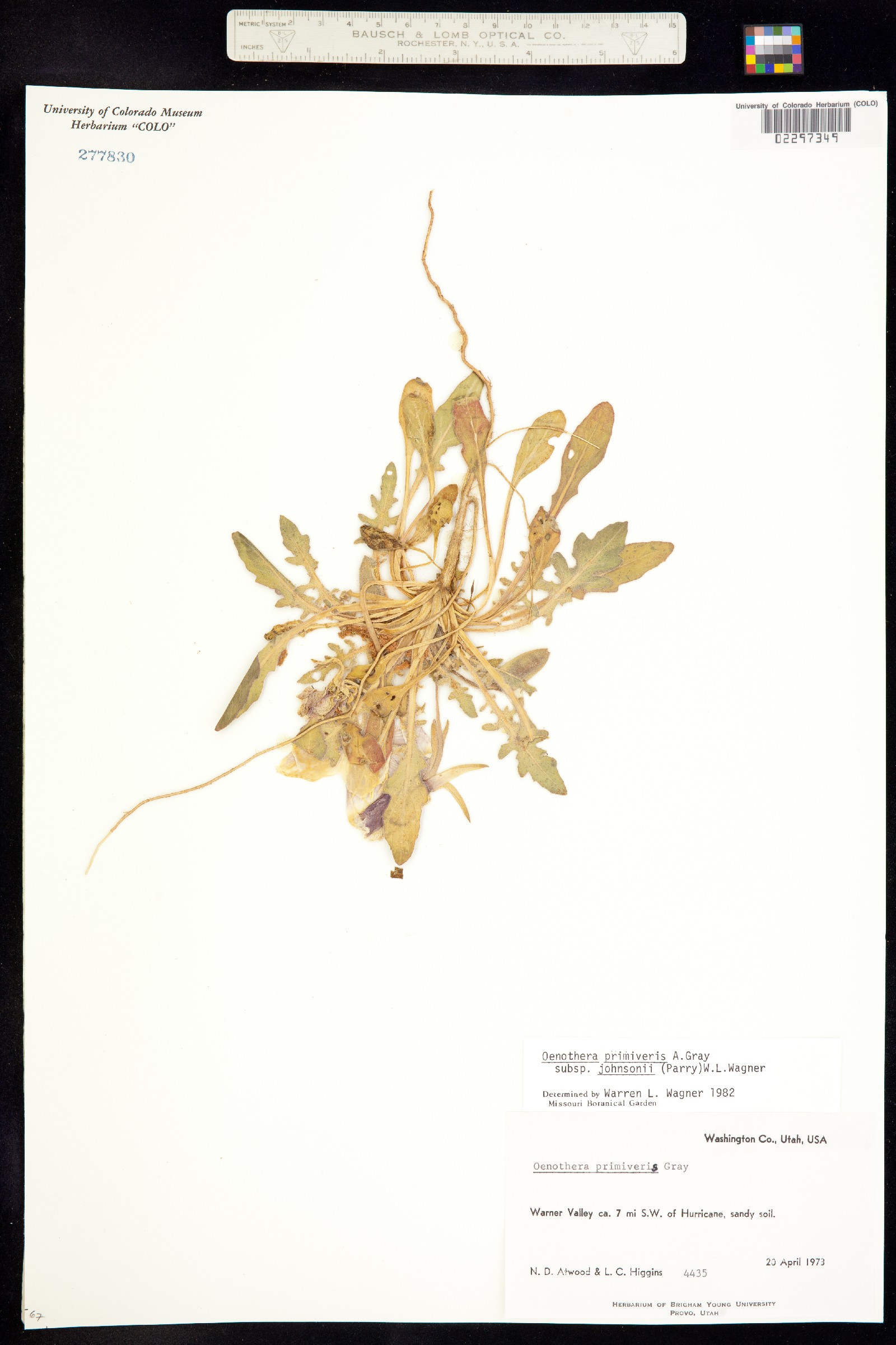 Oenothera primiveris image