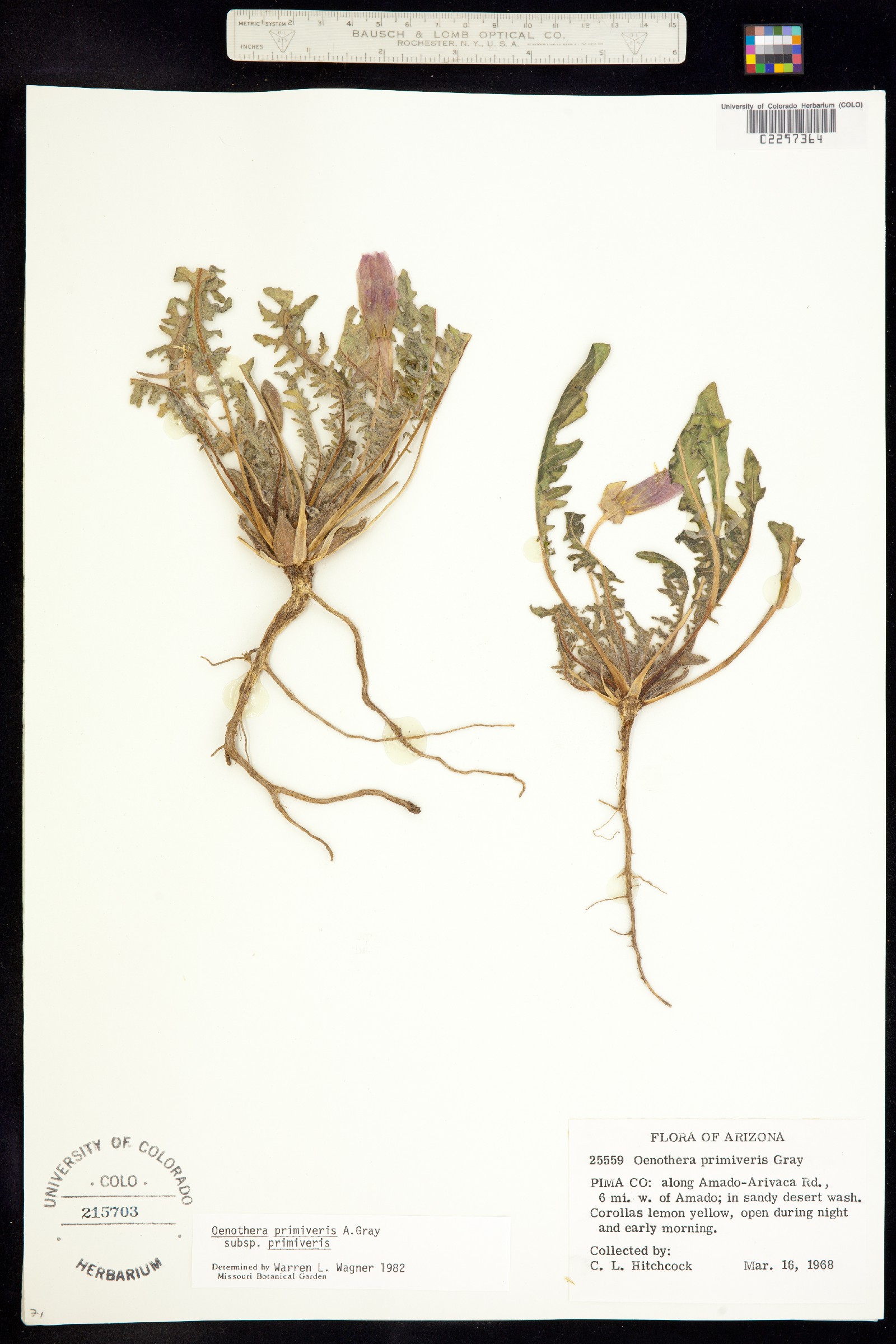Oenothera primiveris image