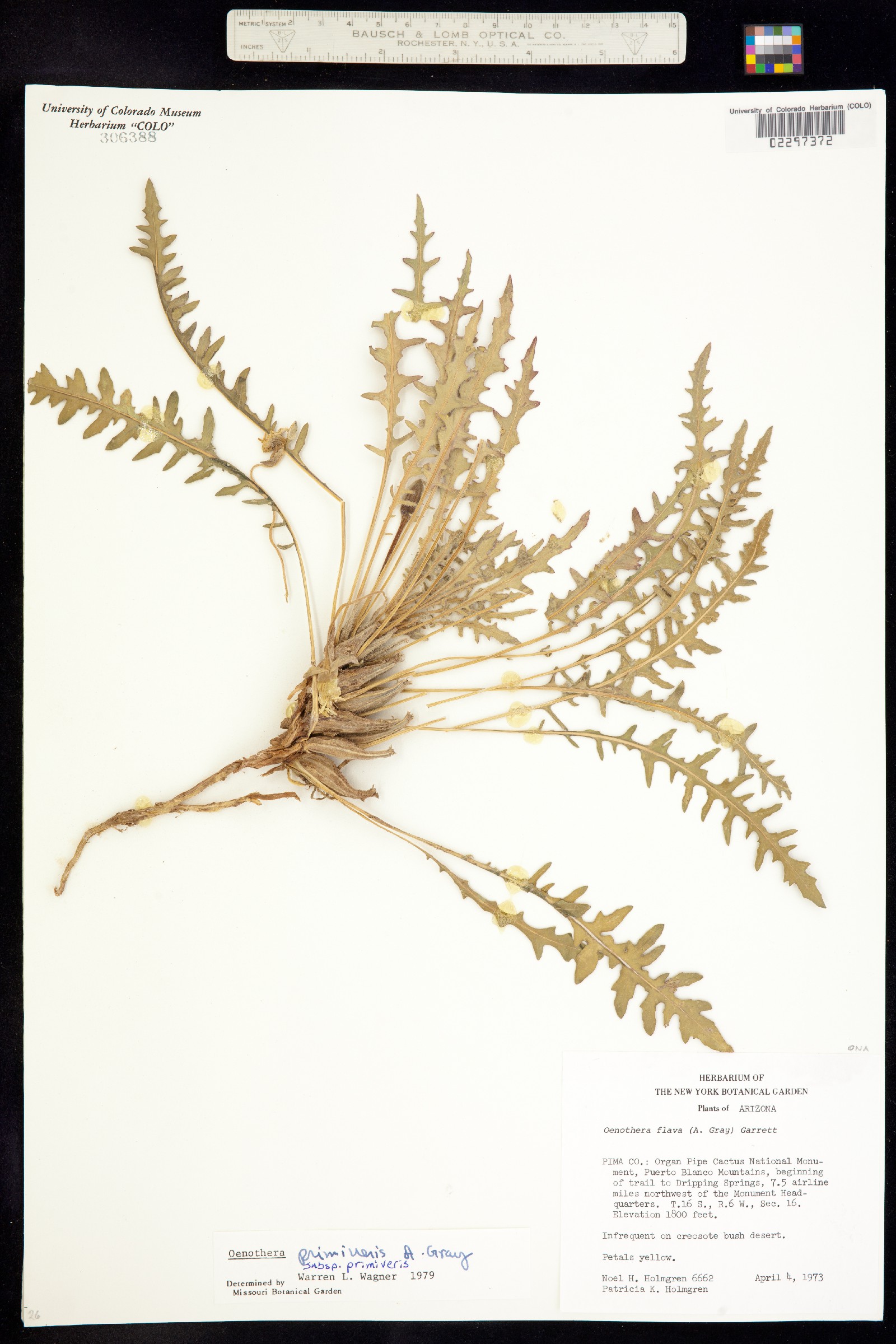 Oenothera primiveris image