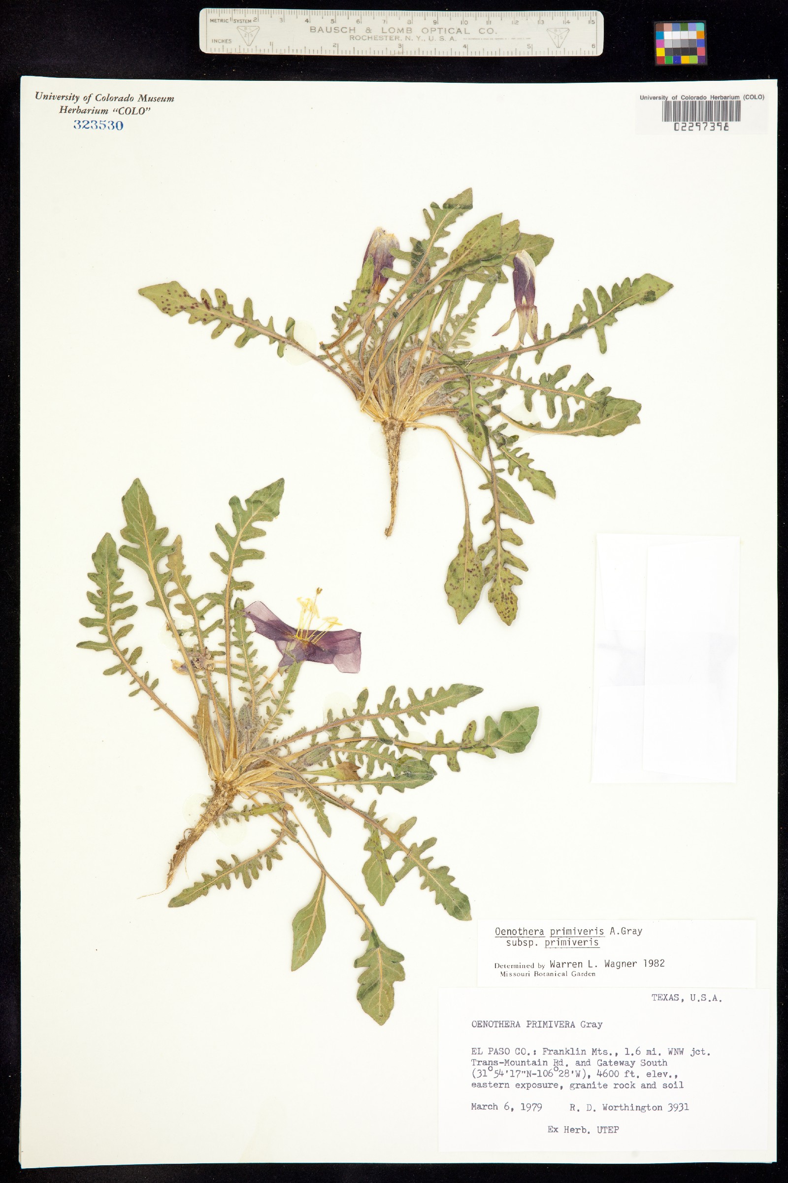 Oenothera primiveris image