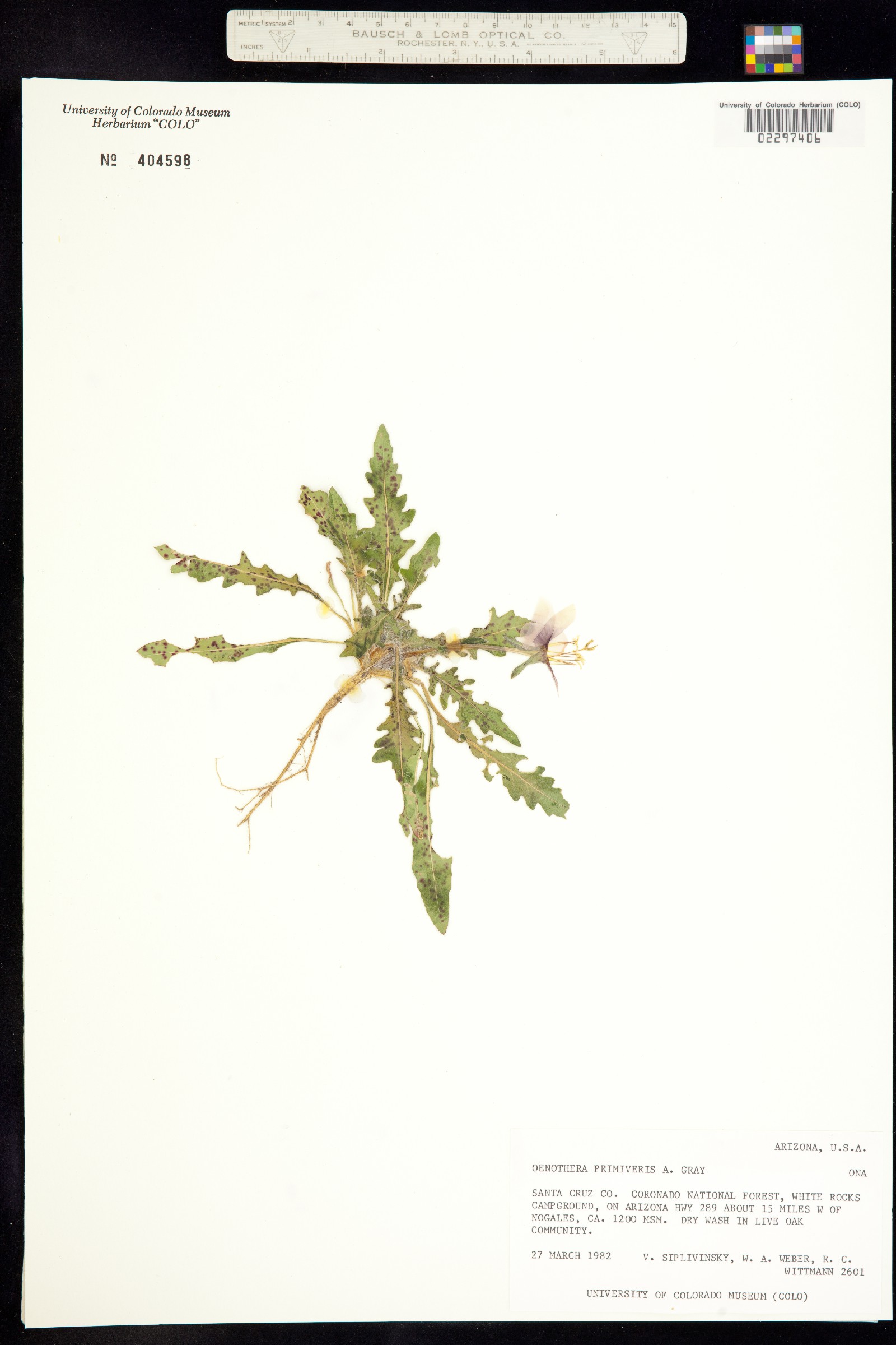 Oenothera primiveris image