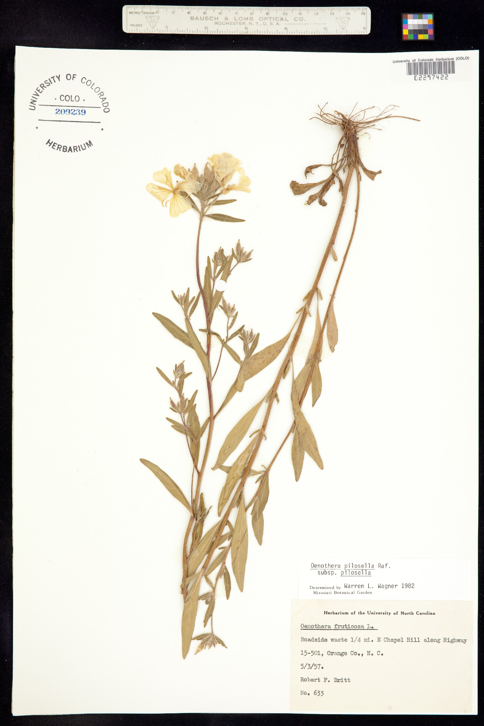 Oenothera pilosella image