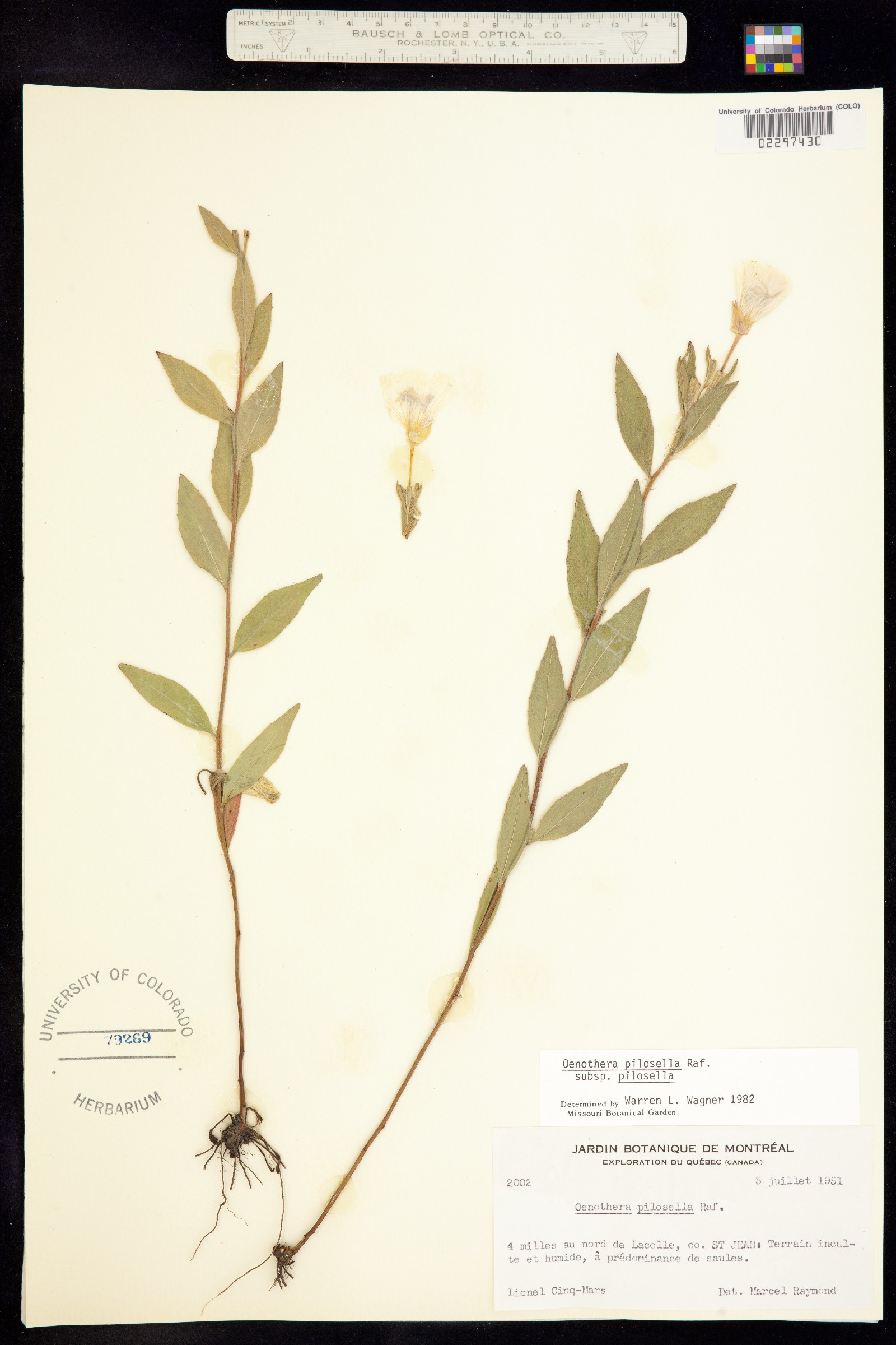 Oenothera pilosella image